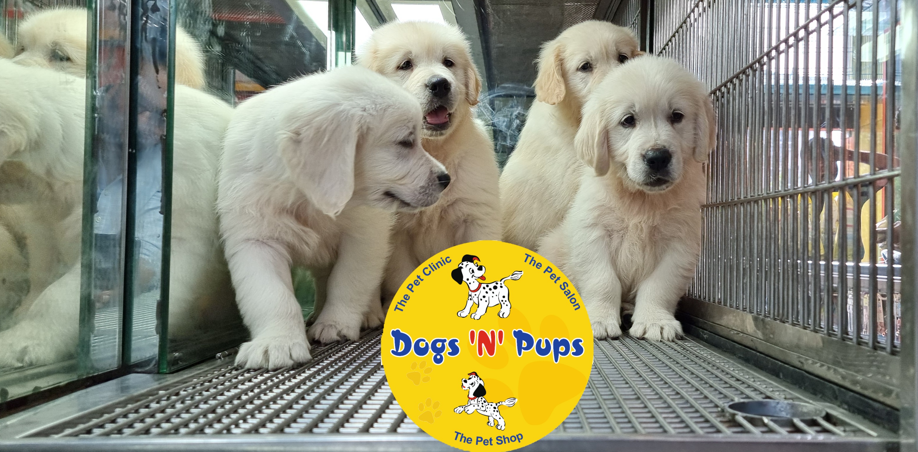 Golden retriever  image 2