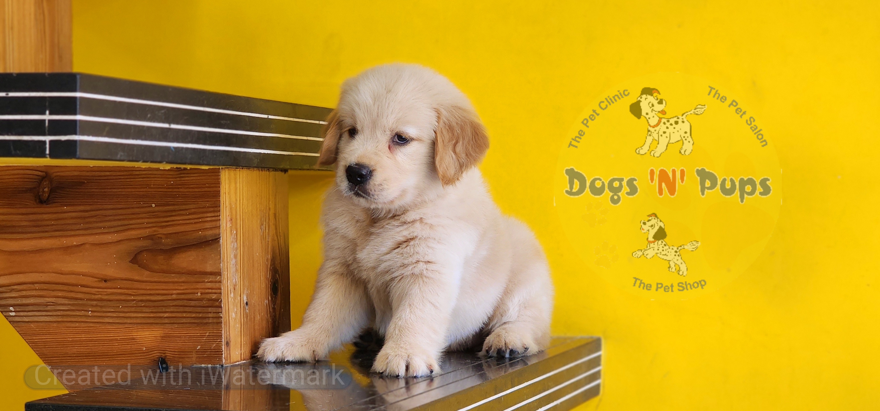 Golden retriever  image 8