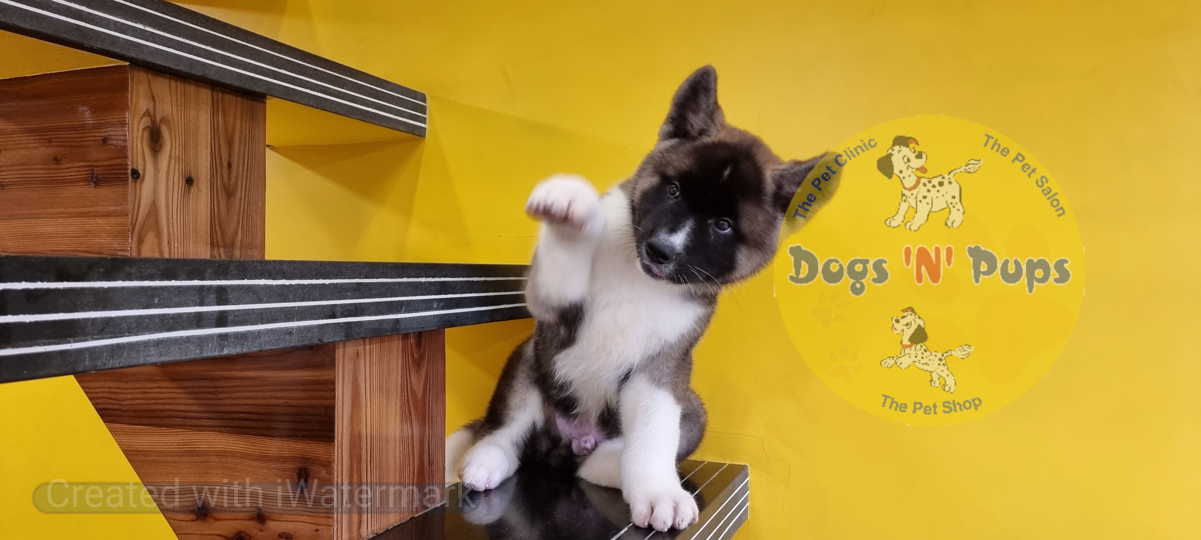 American Akita  image 9