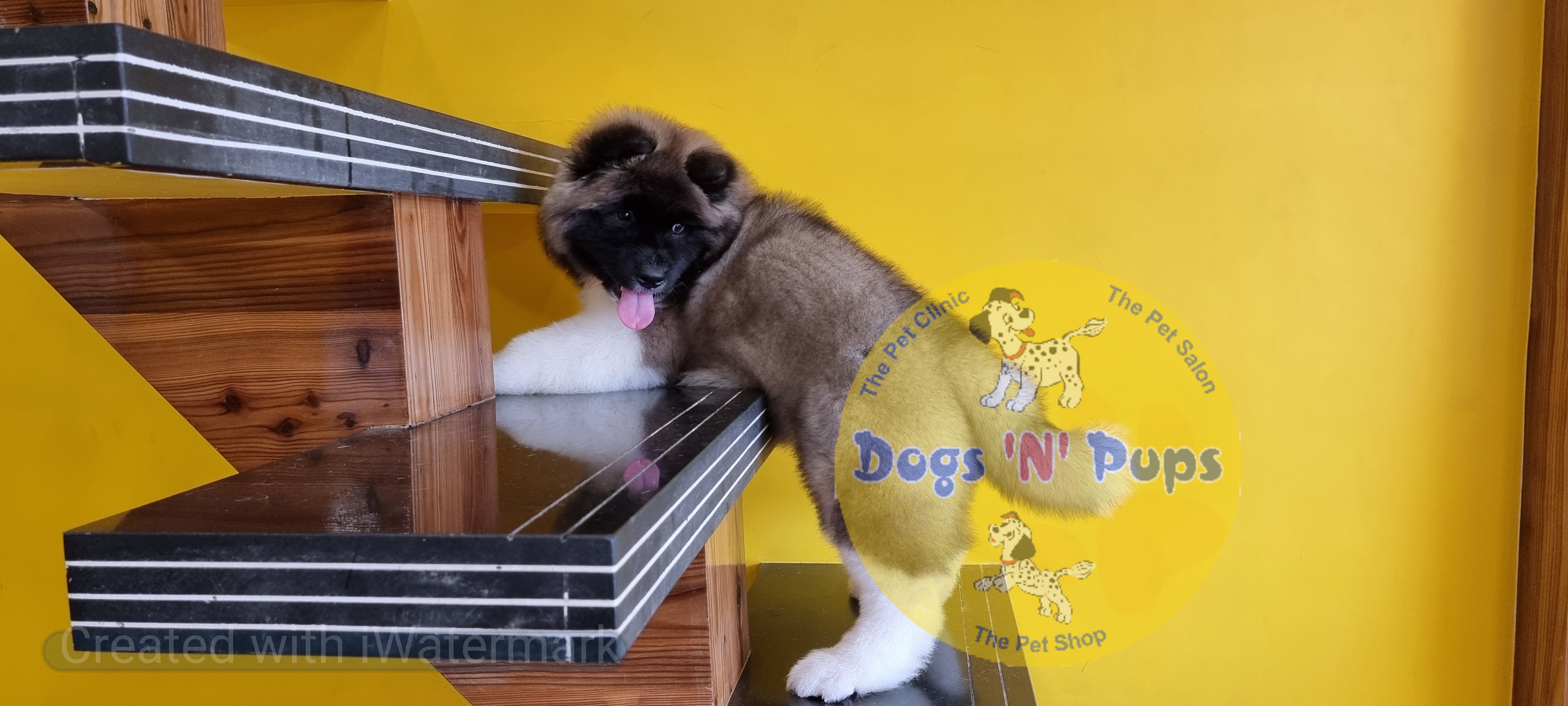 American Akita image 14