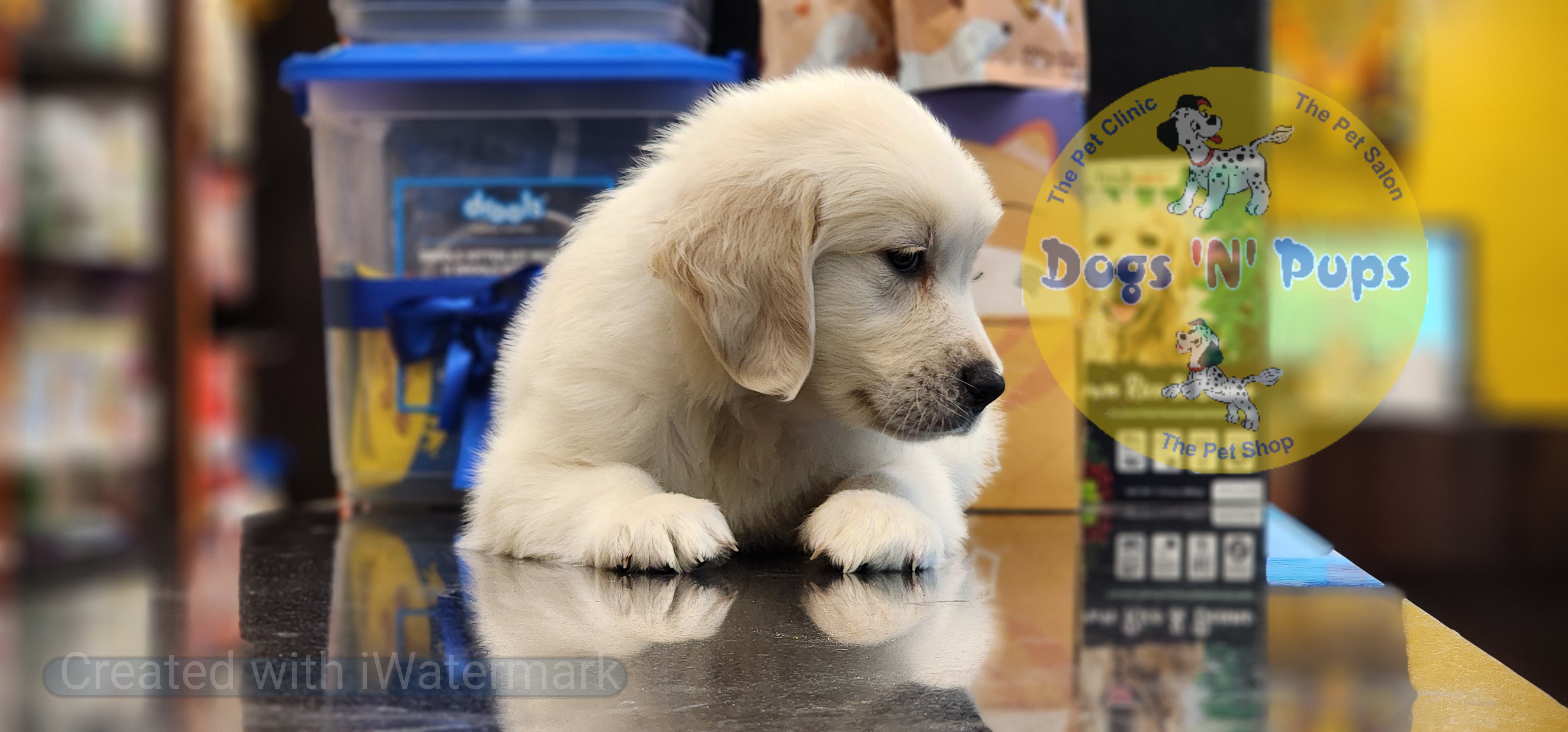 Golden retriever  image 2