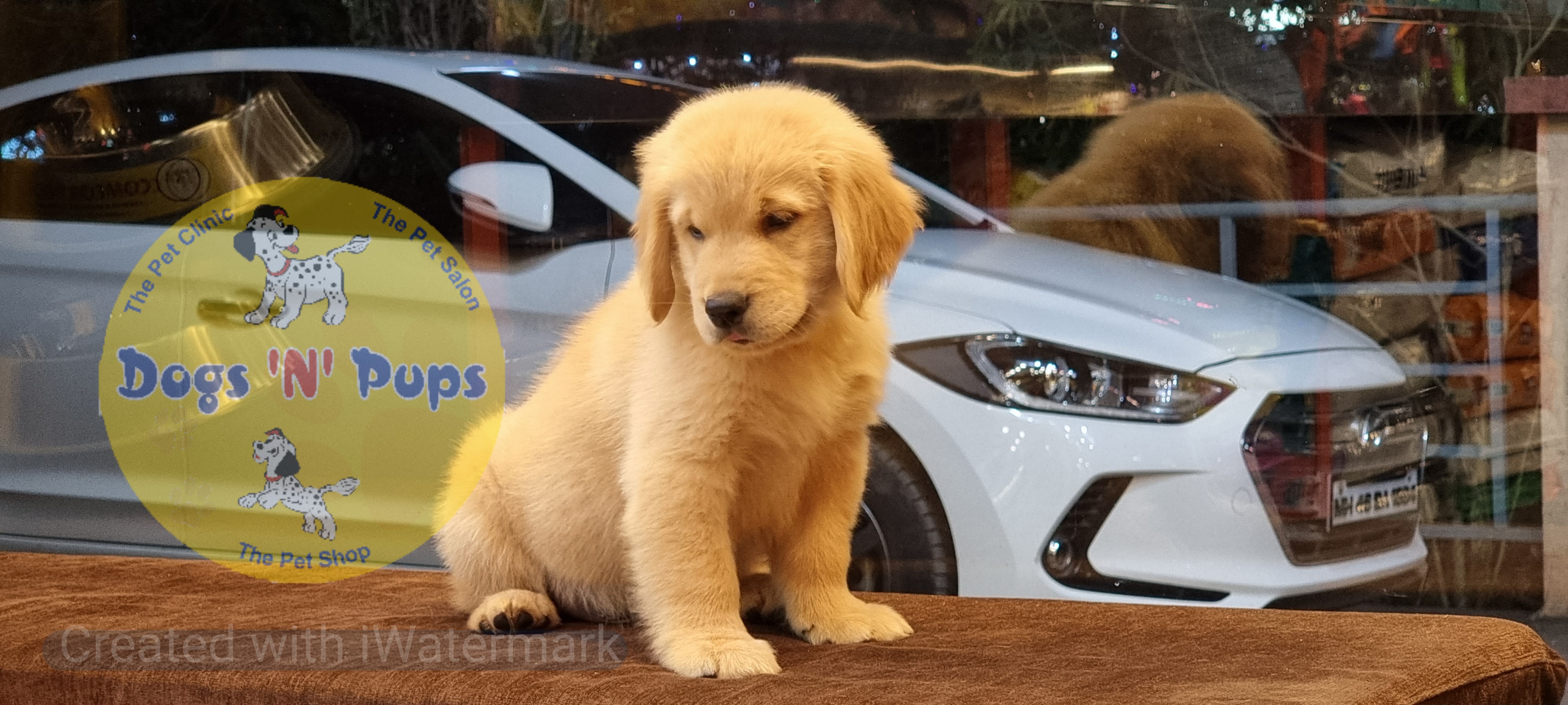 Golden retriever  image 7