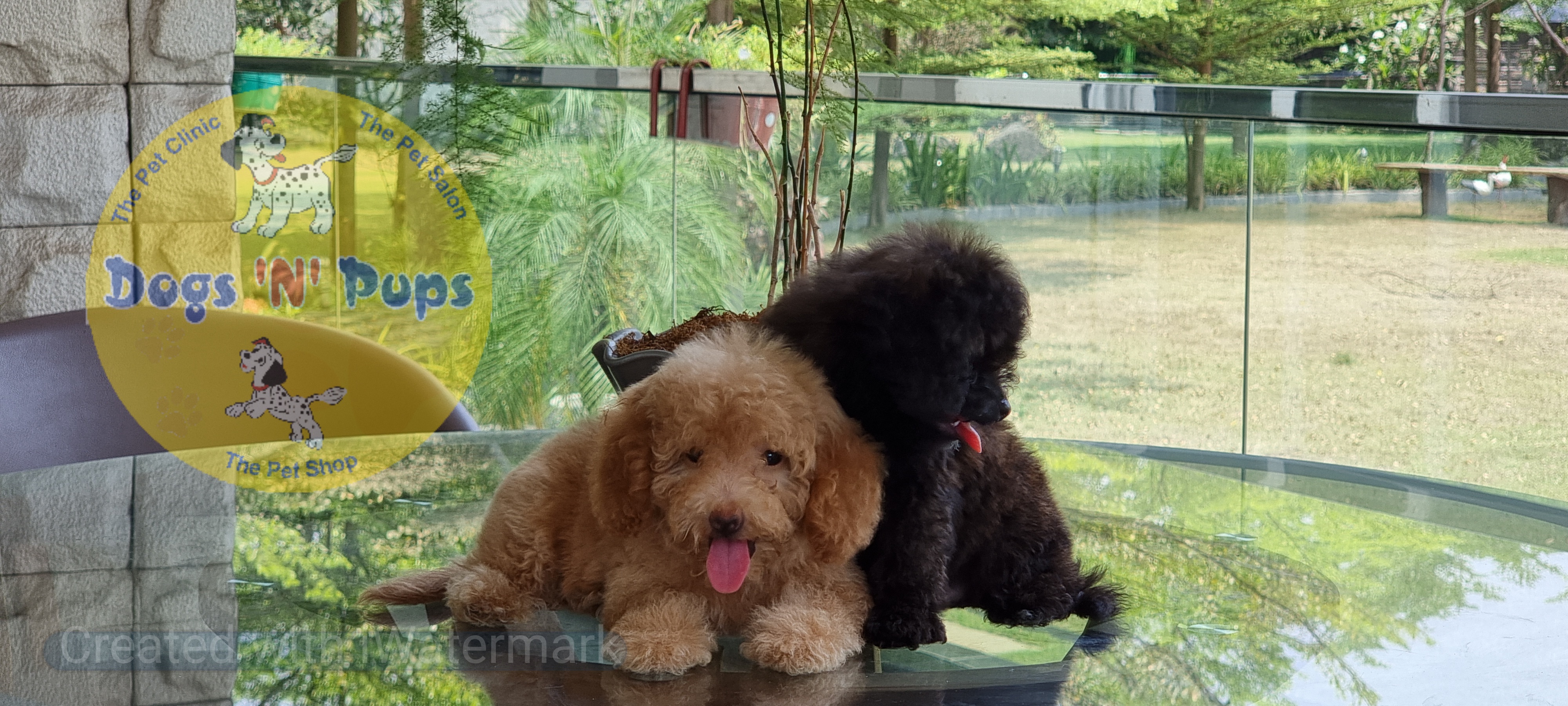 Toy poodle  image 10