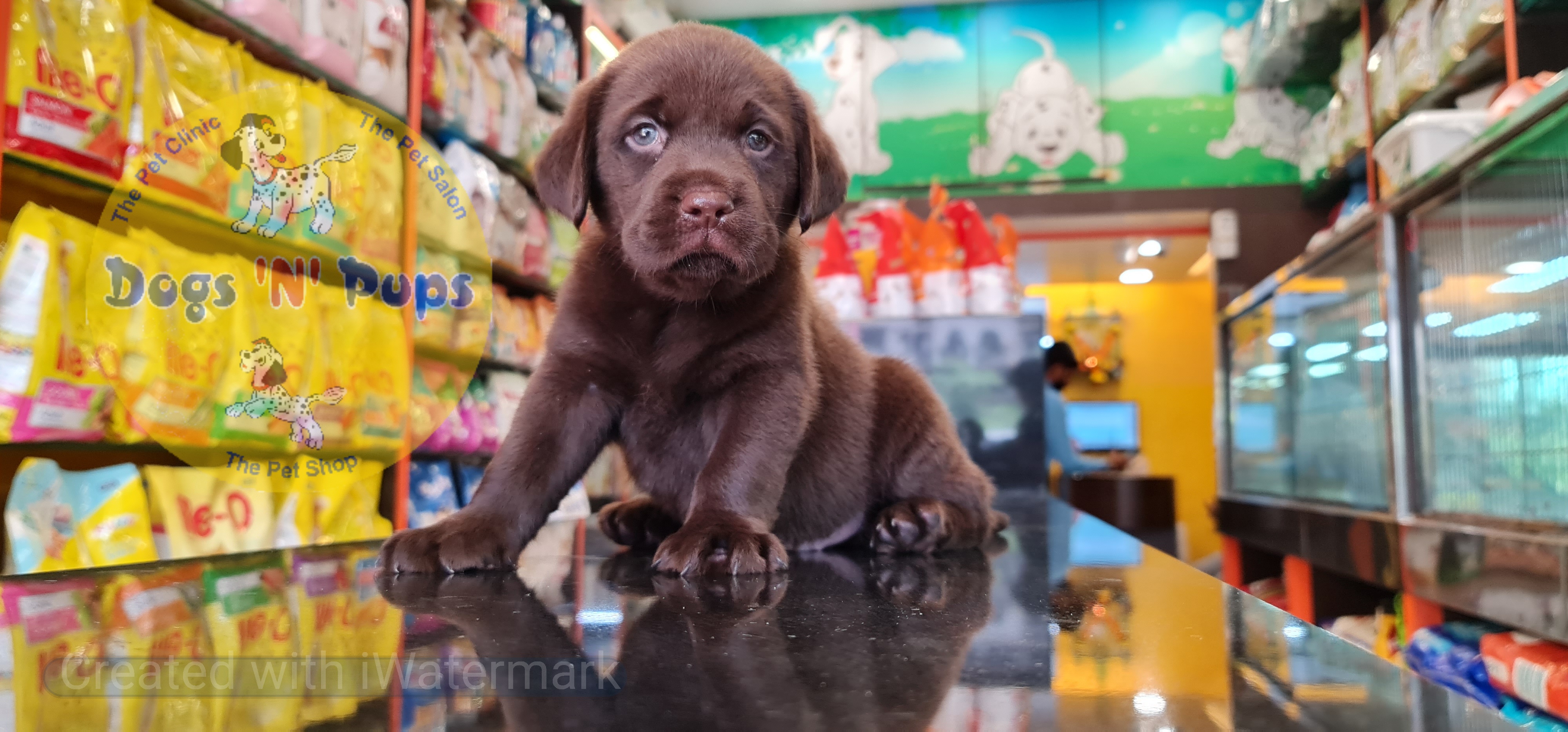 prev dog posted image