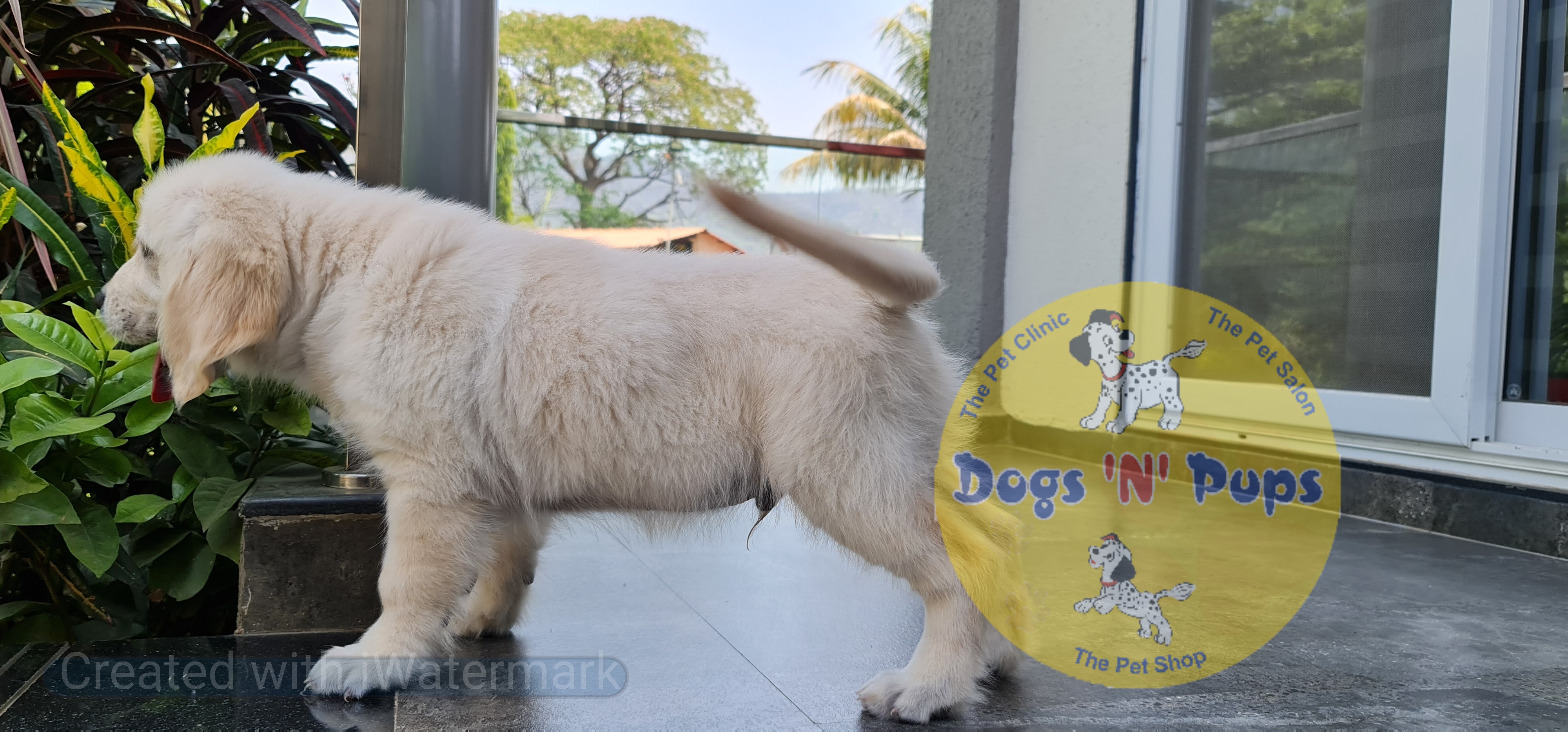 Golden retriever  image 5