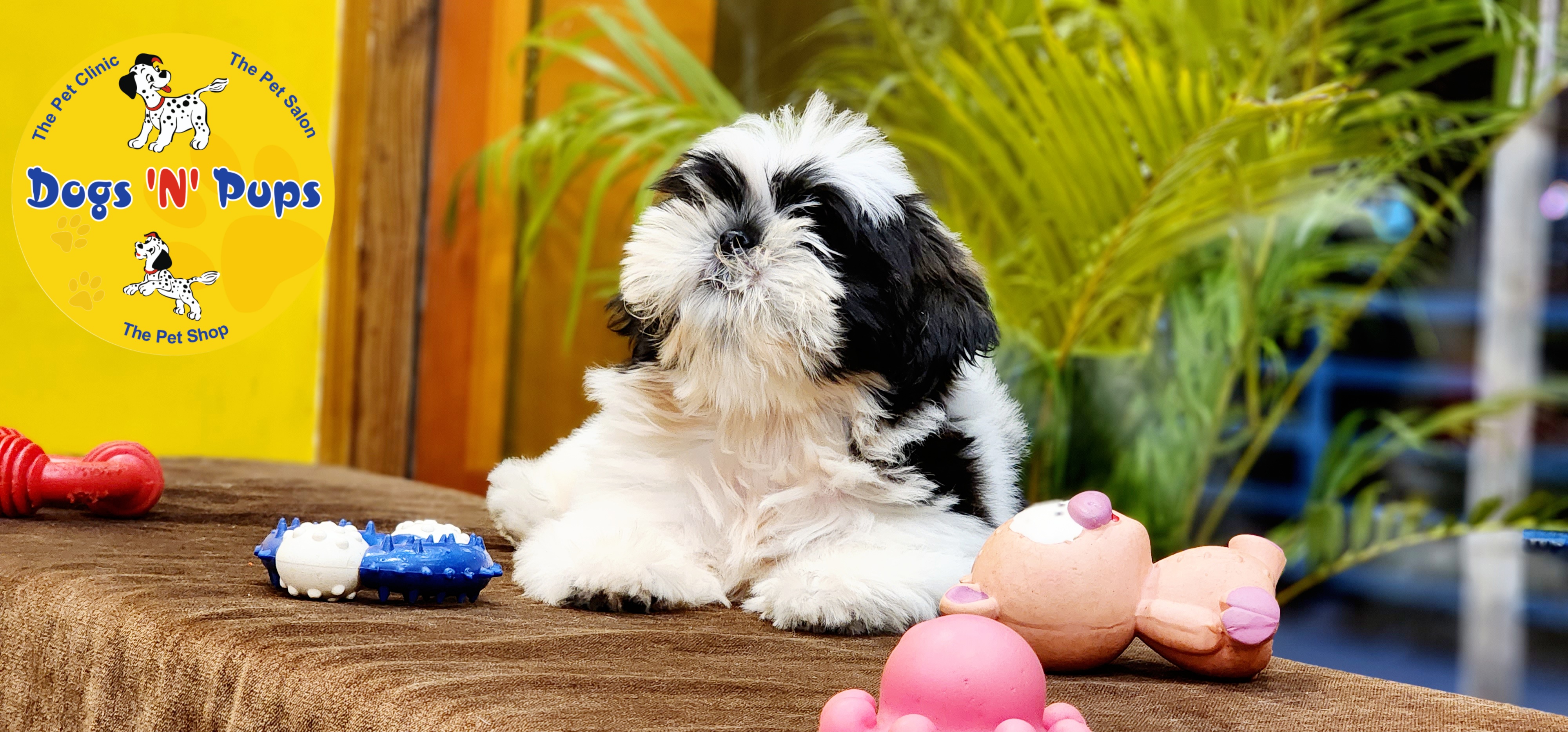 Shihtzu  image 3