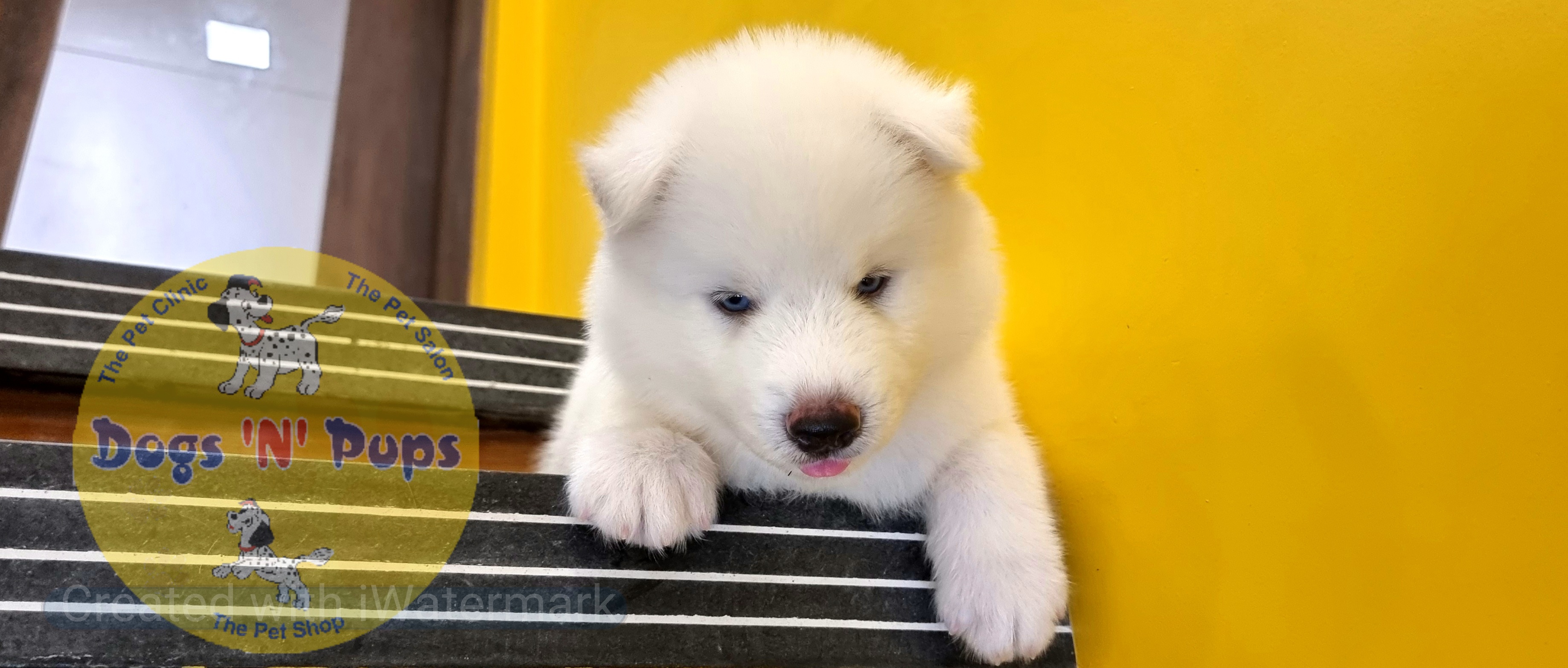 Siberian husky  image 7