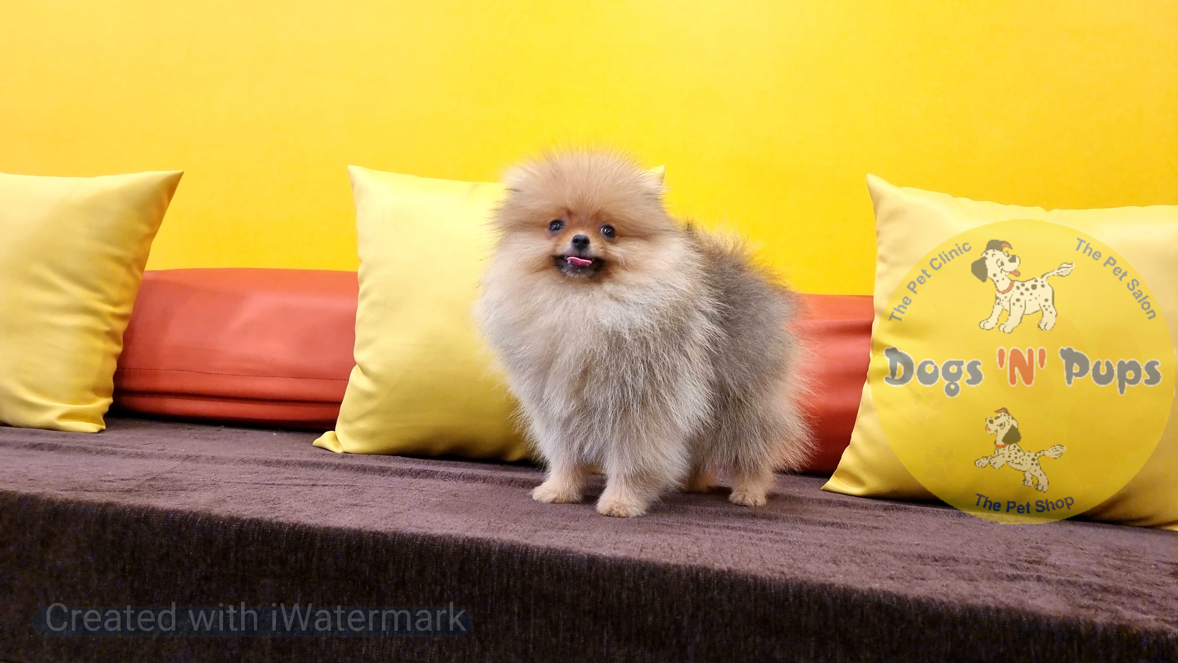 Toy pomeranian  image 11