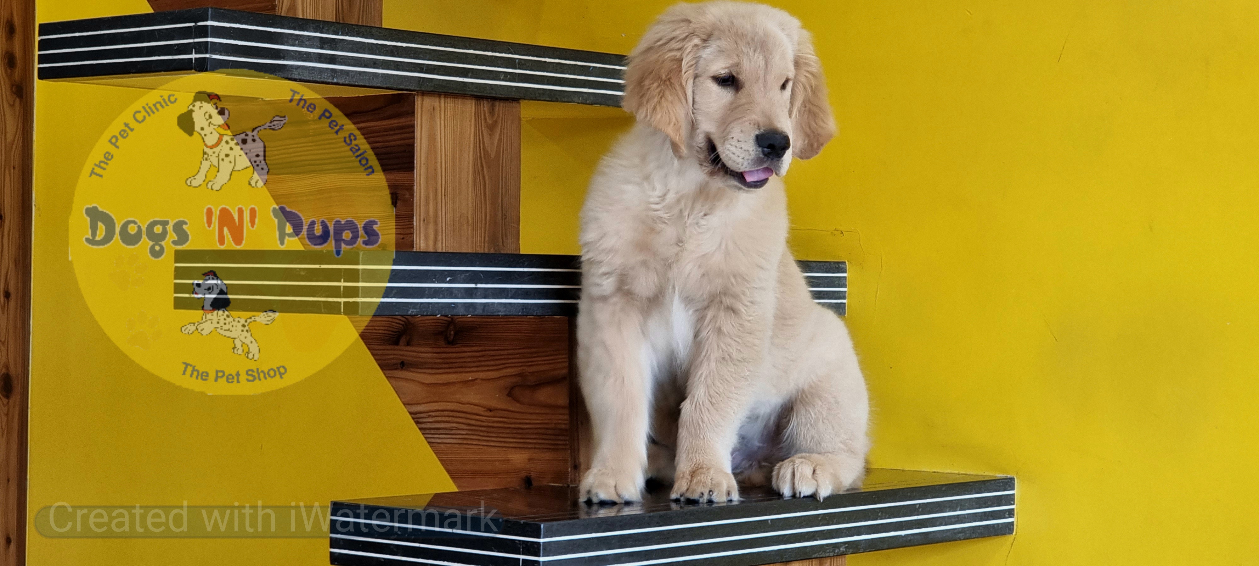 prev dog posted image