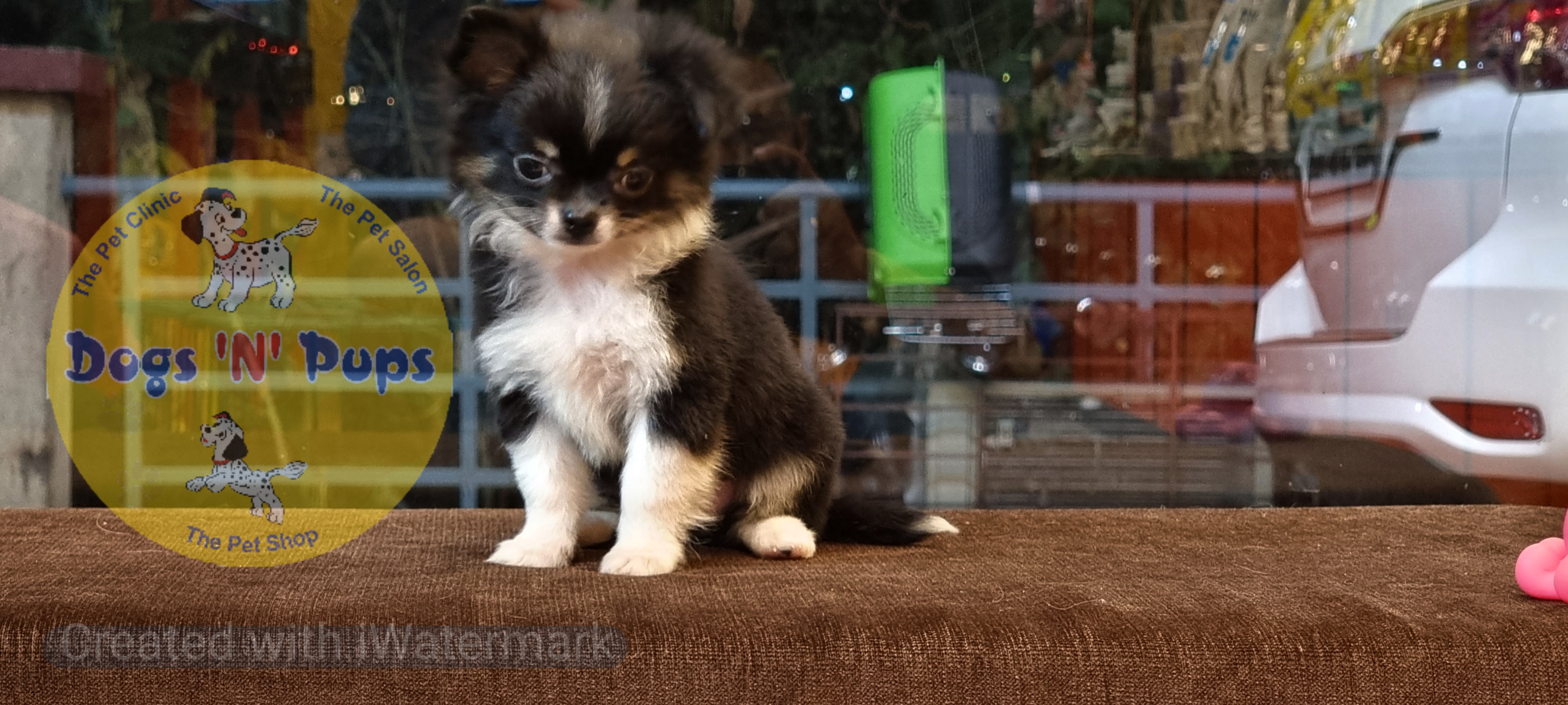 Chihuahua long haired  image 8