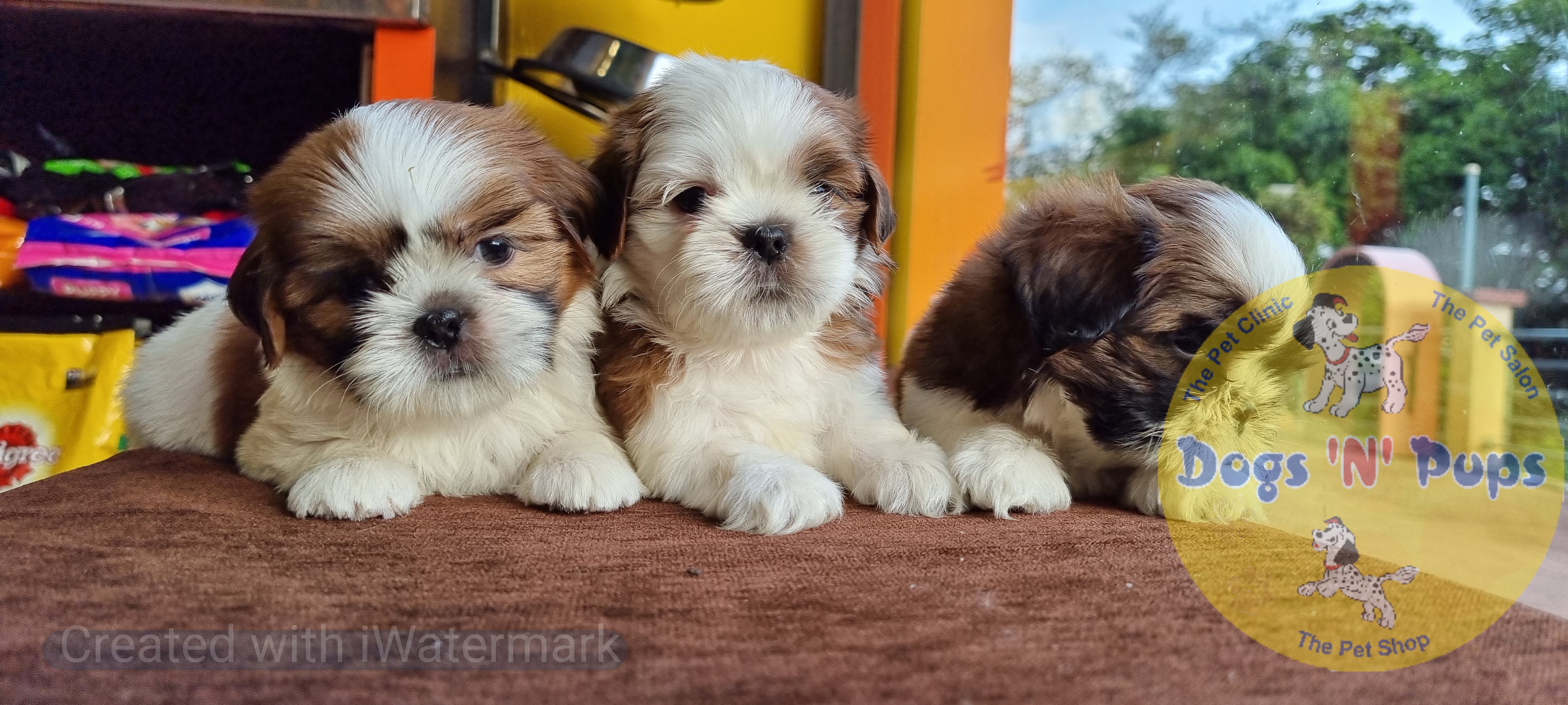 next dog posted image