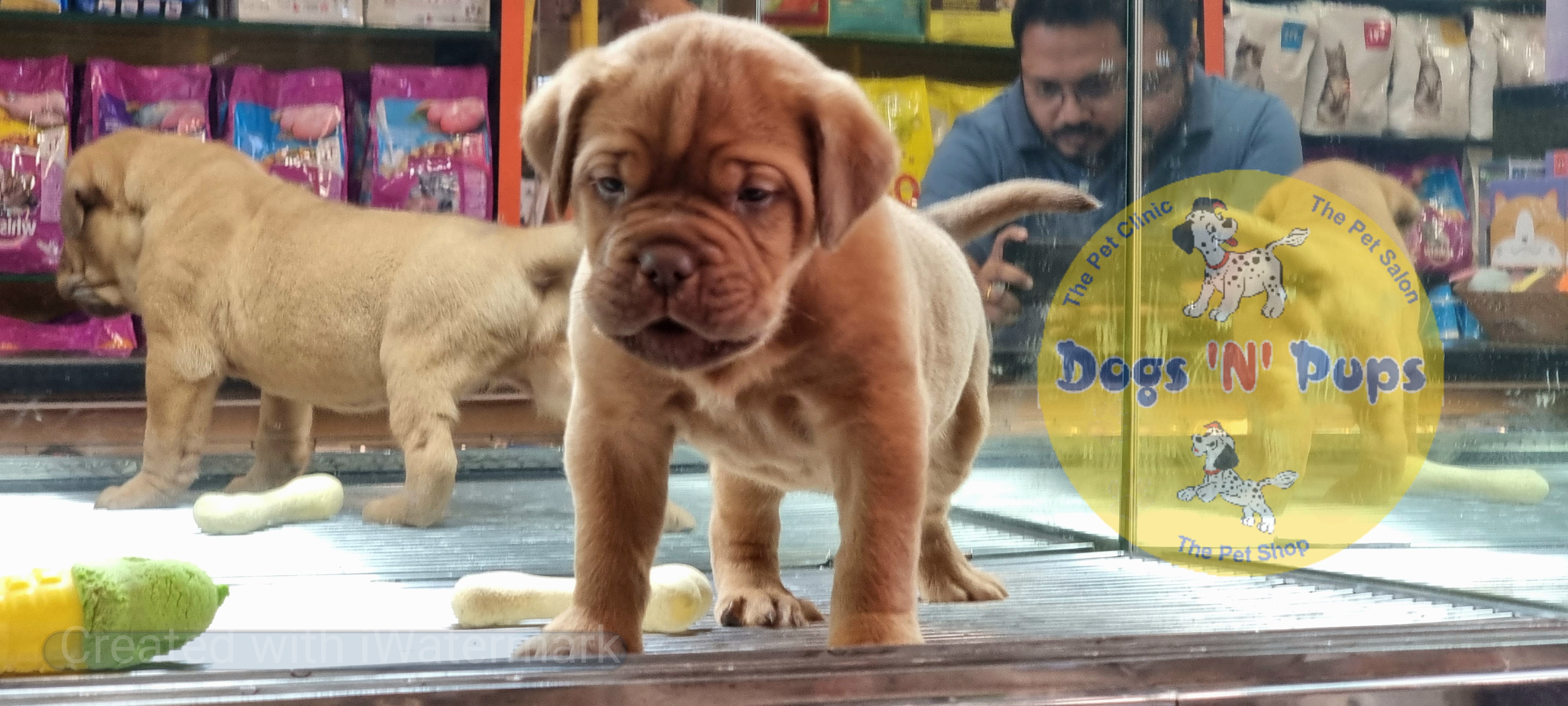 French mastiff  image 2