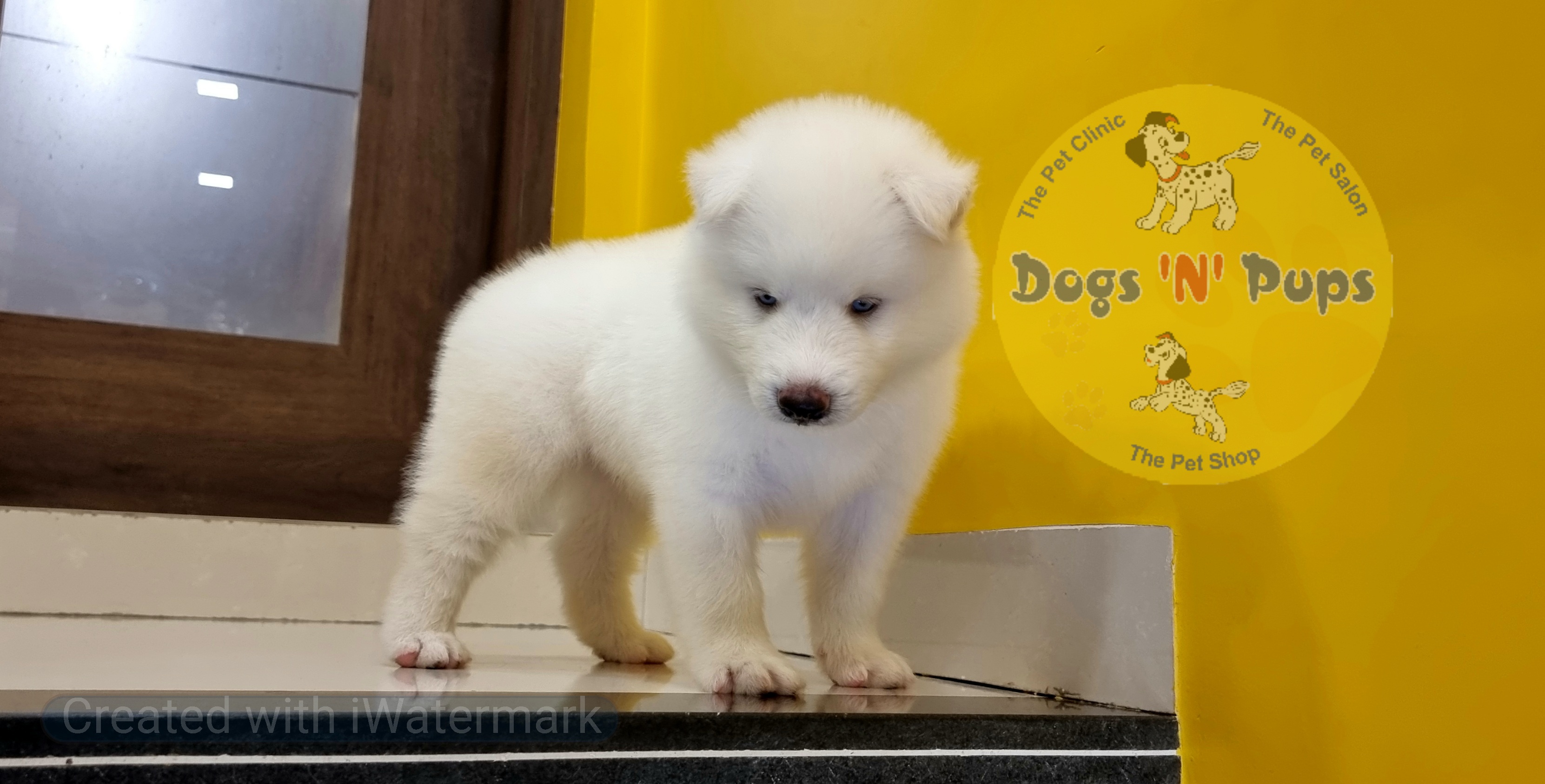 Siberian husky  image 3