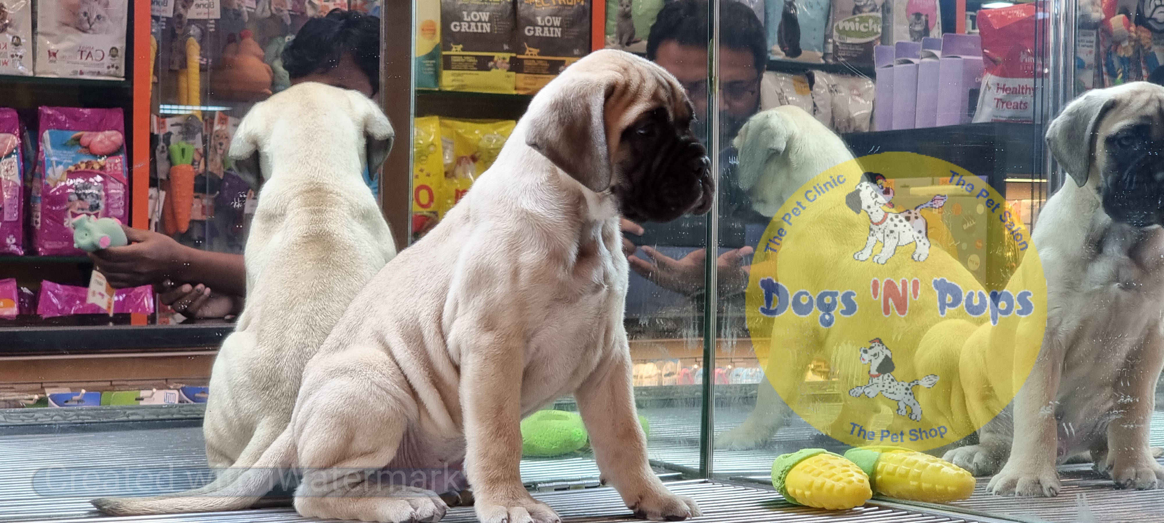 prev dog posted image