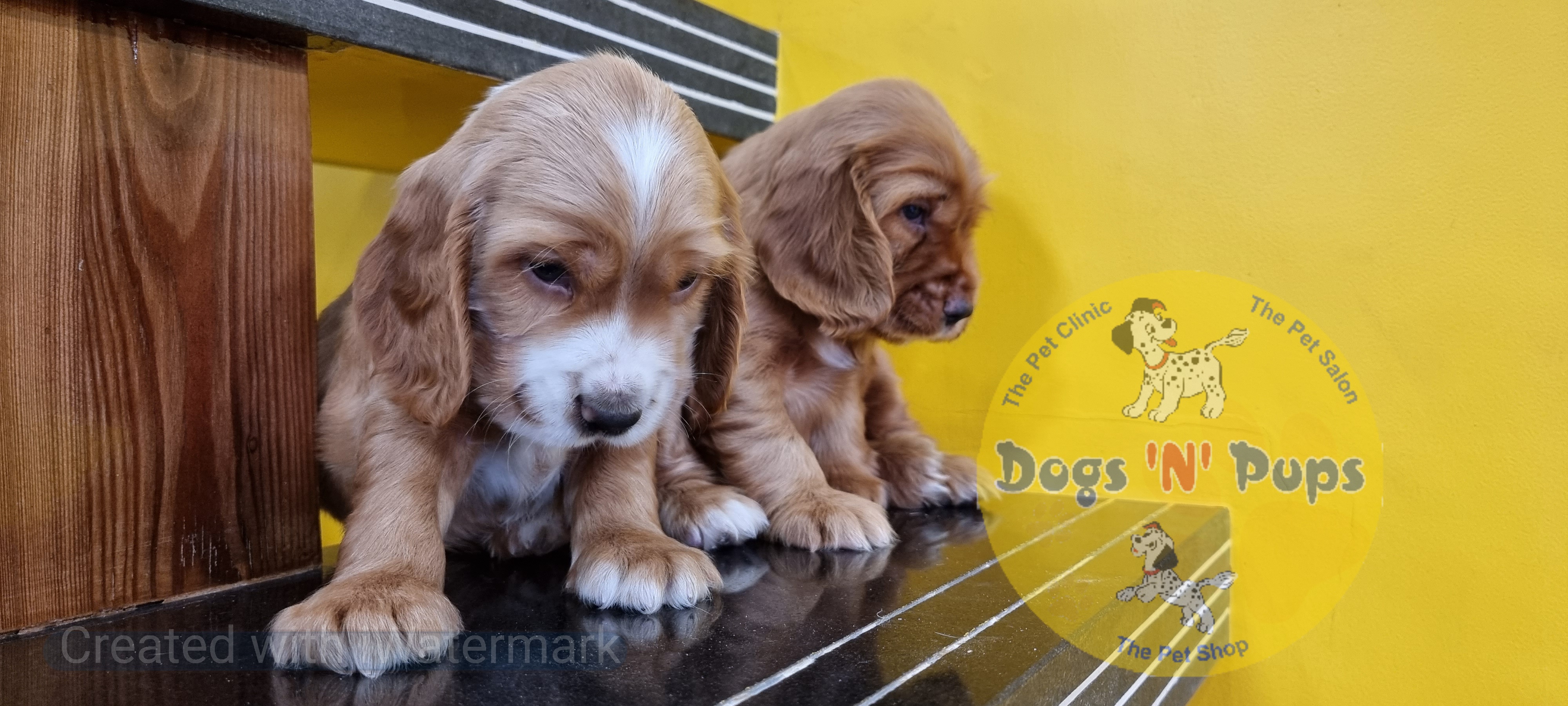 Cocker spaniel  image 3