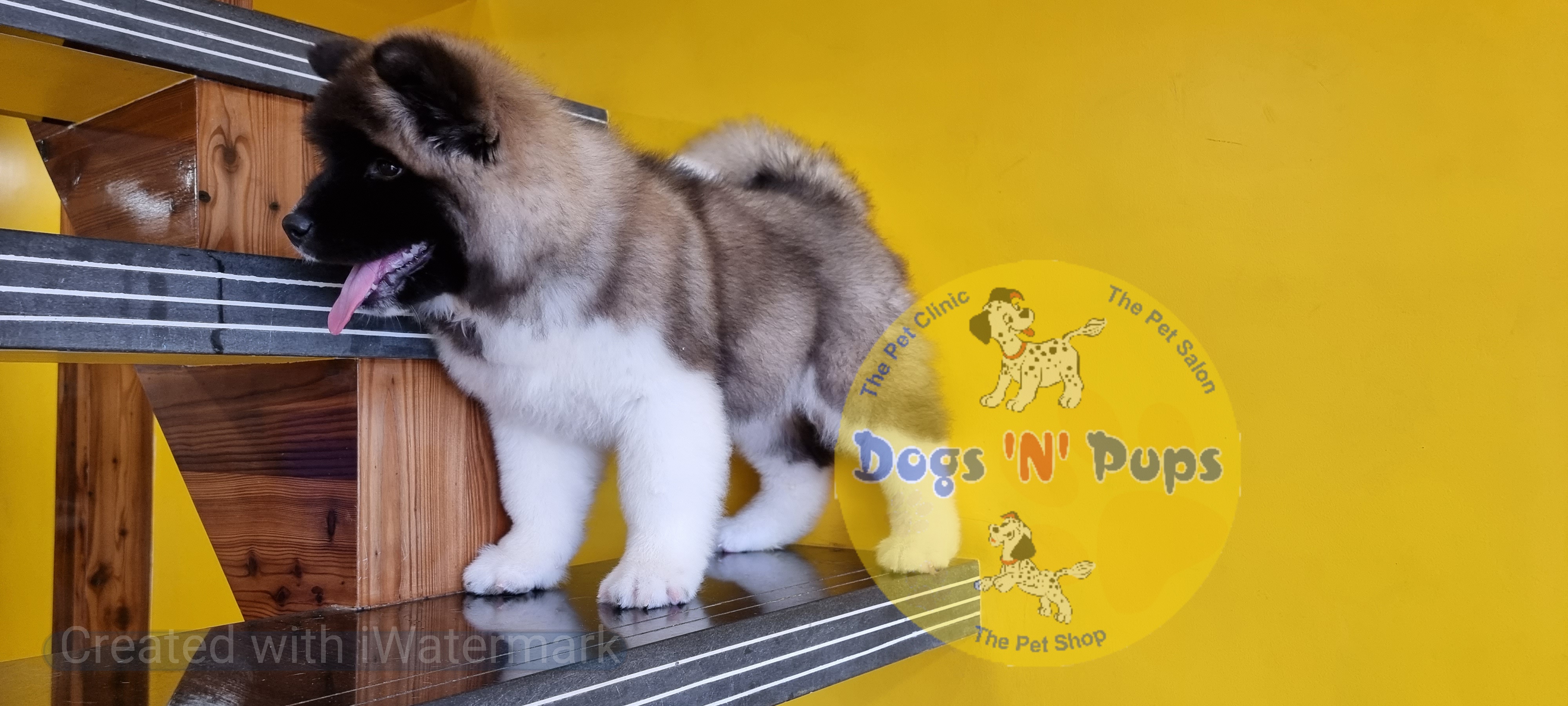 American Akita image 15