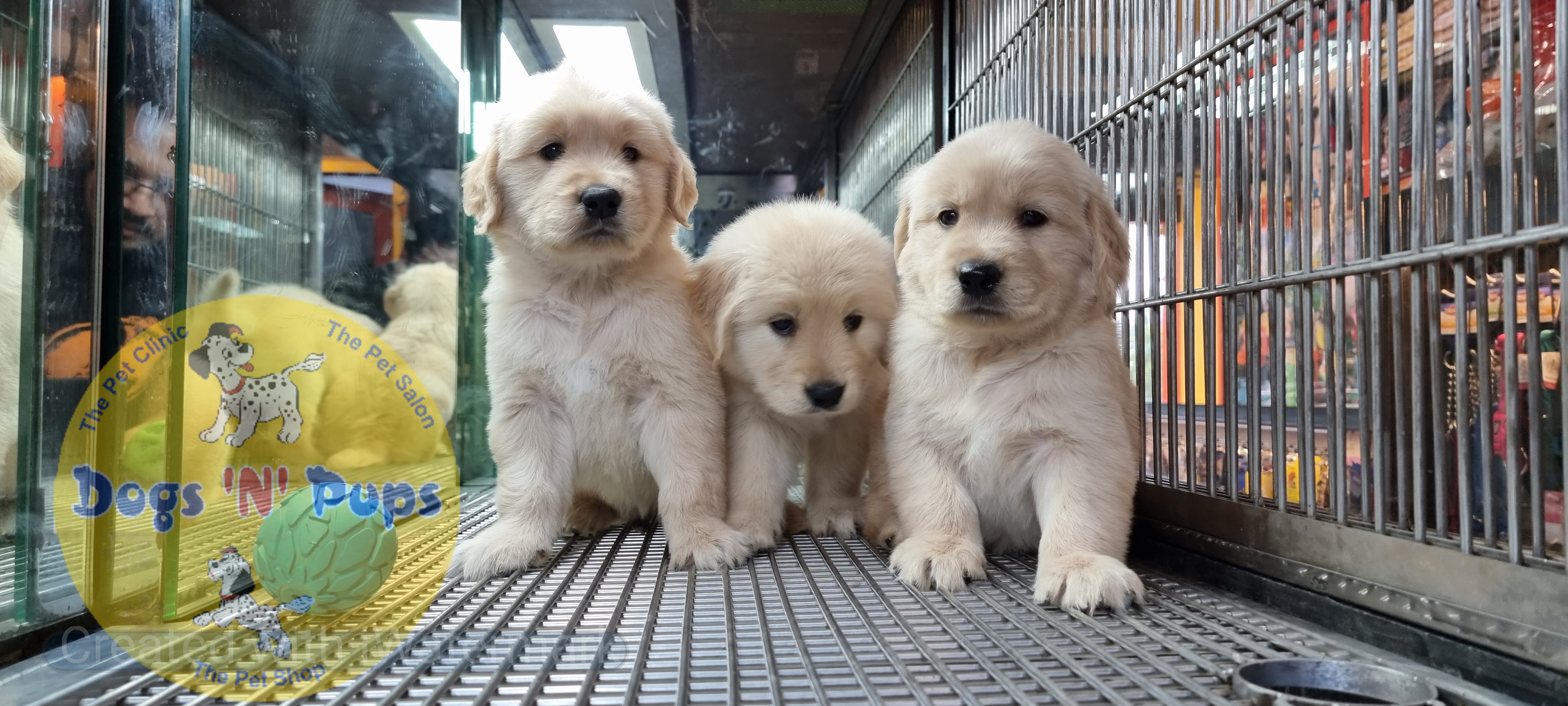 Golden retriever puppies  image 11