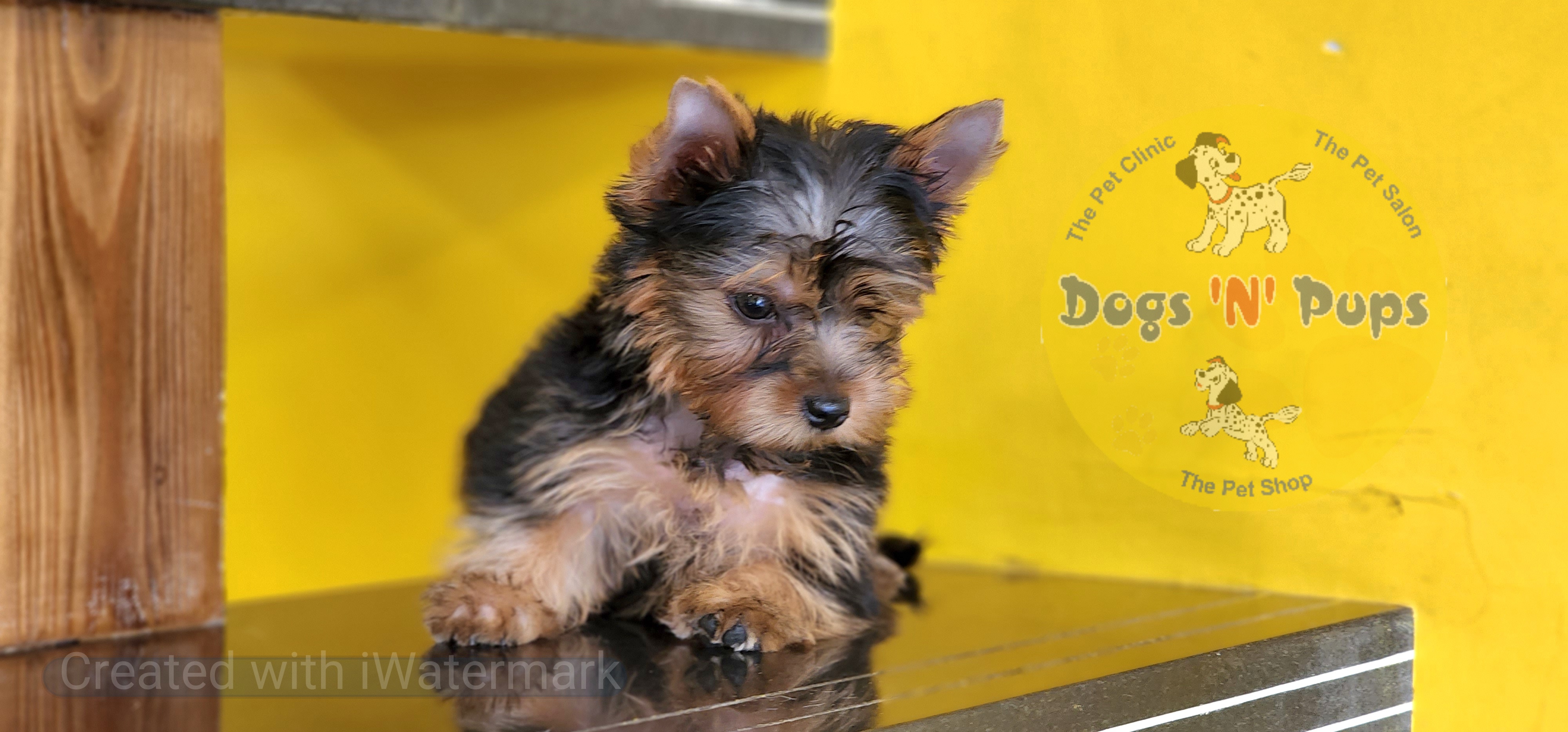 Yorkshire terrier  image 2