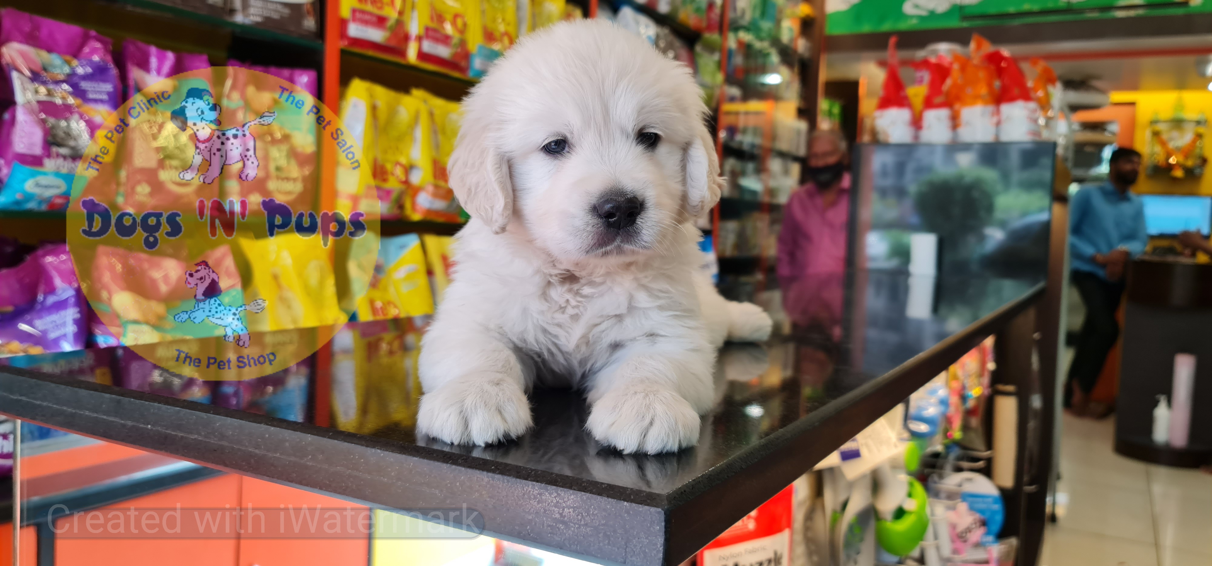 Golden retriever puppy  image 9