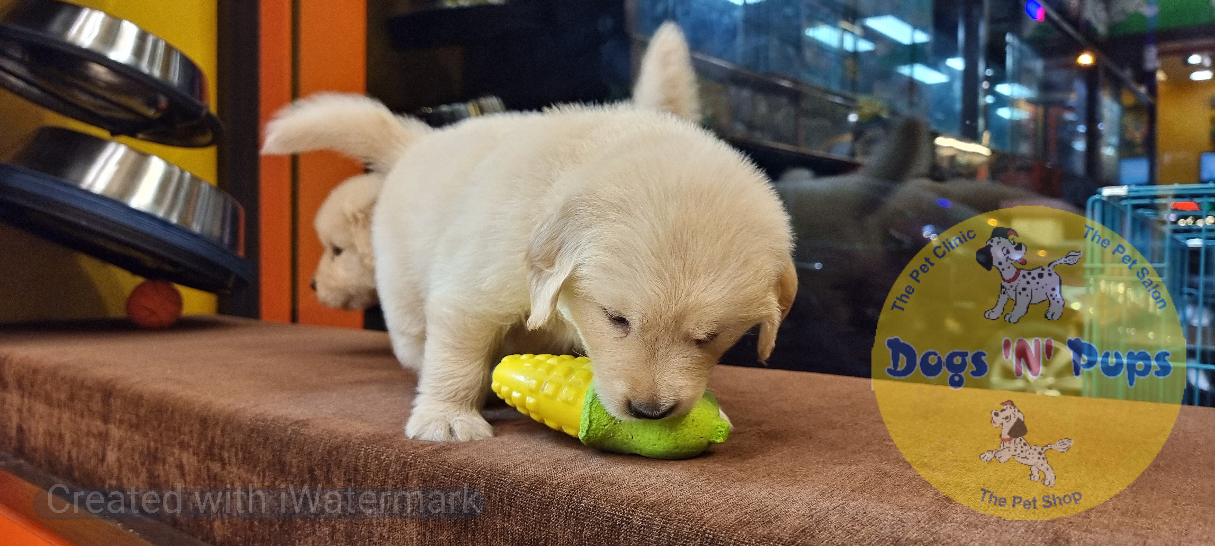 Golden retriever puppies  image 10