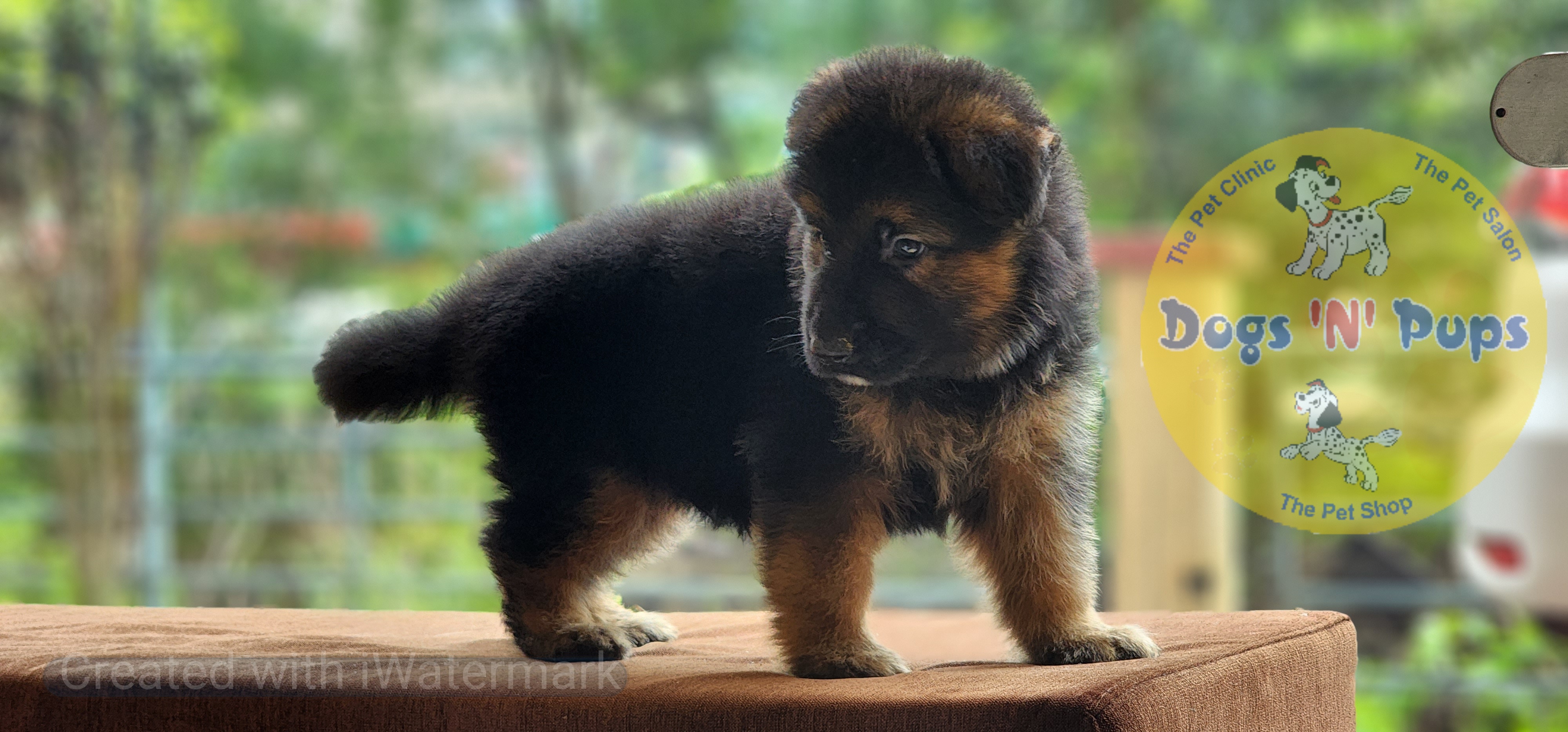 German shepherd  image 7