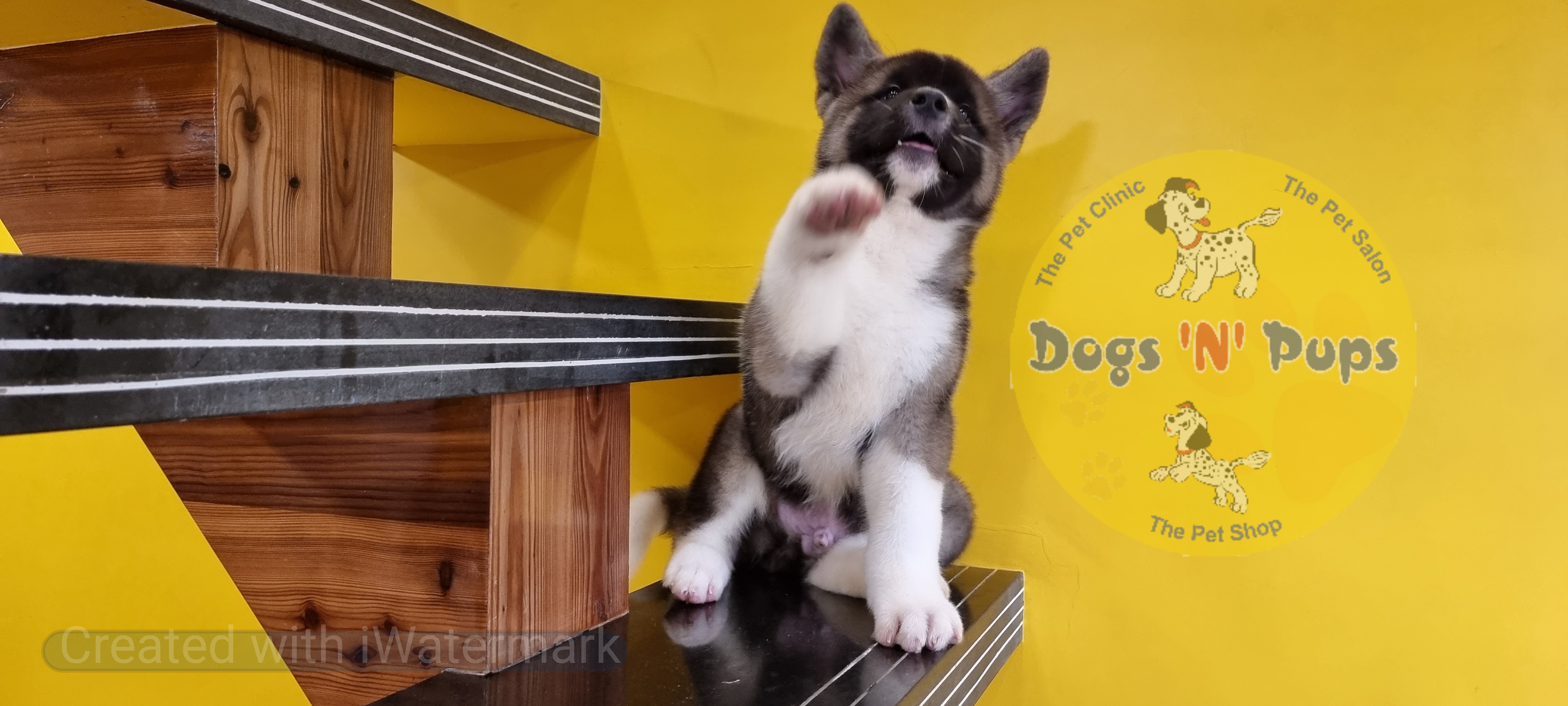 American Akita  image 8