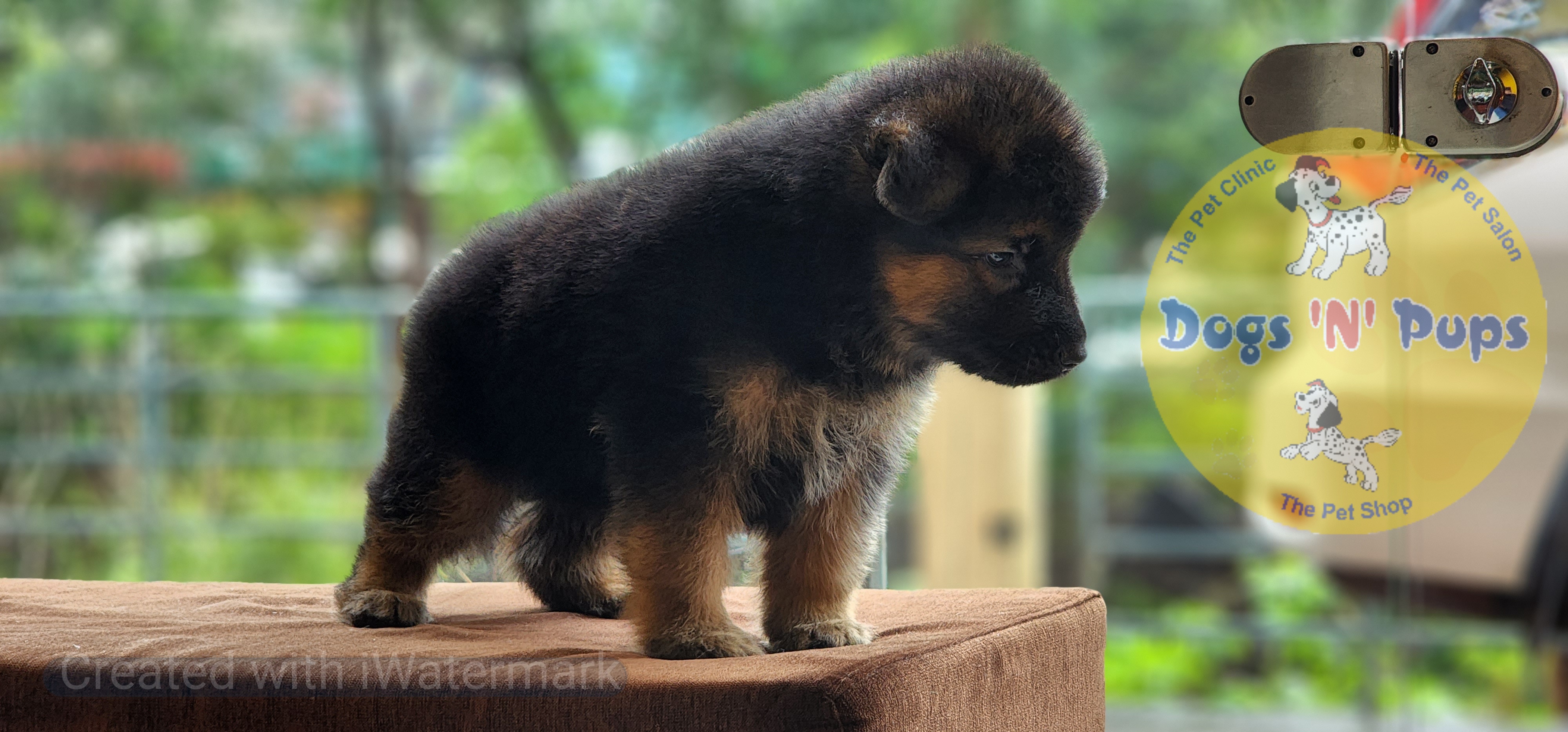 German shepherd  image 9