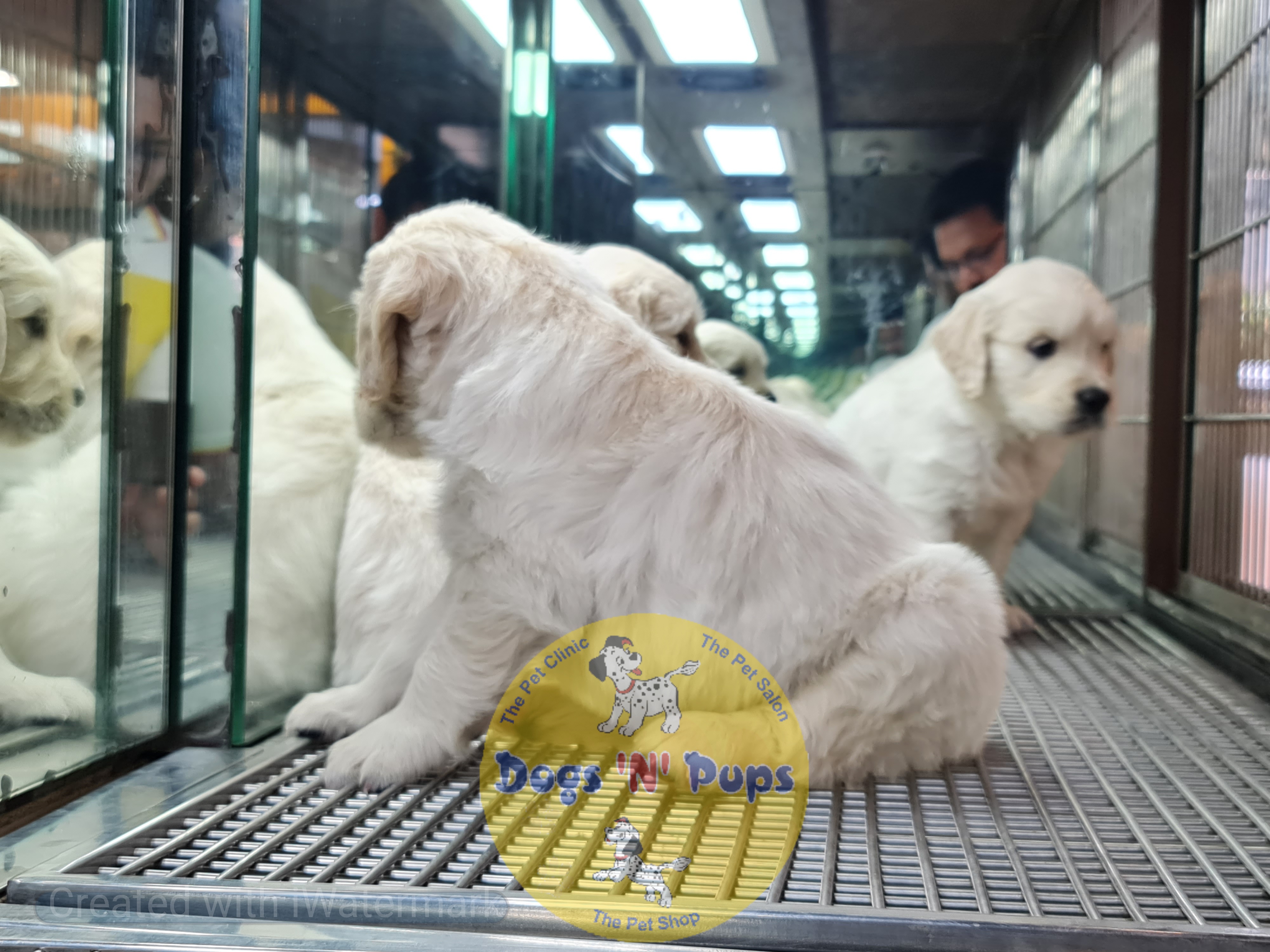 Golden retriever puppies  image 2