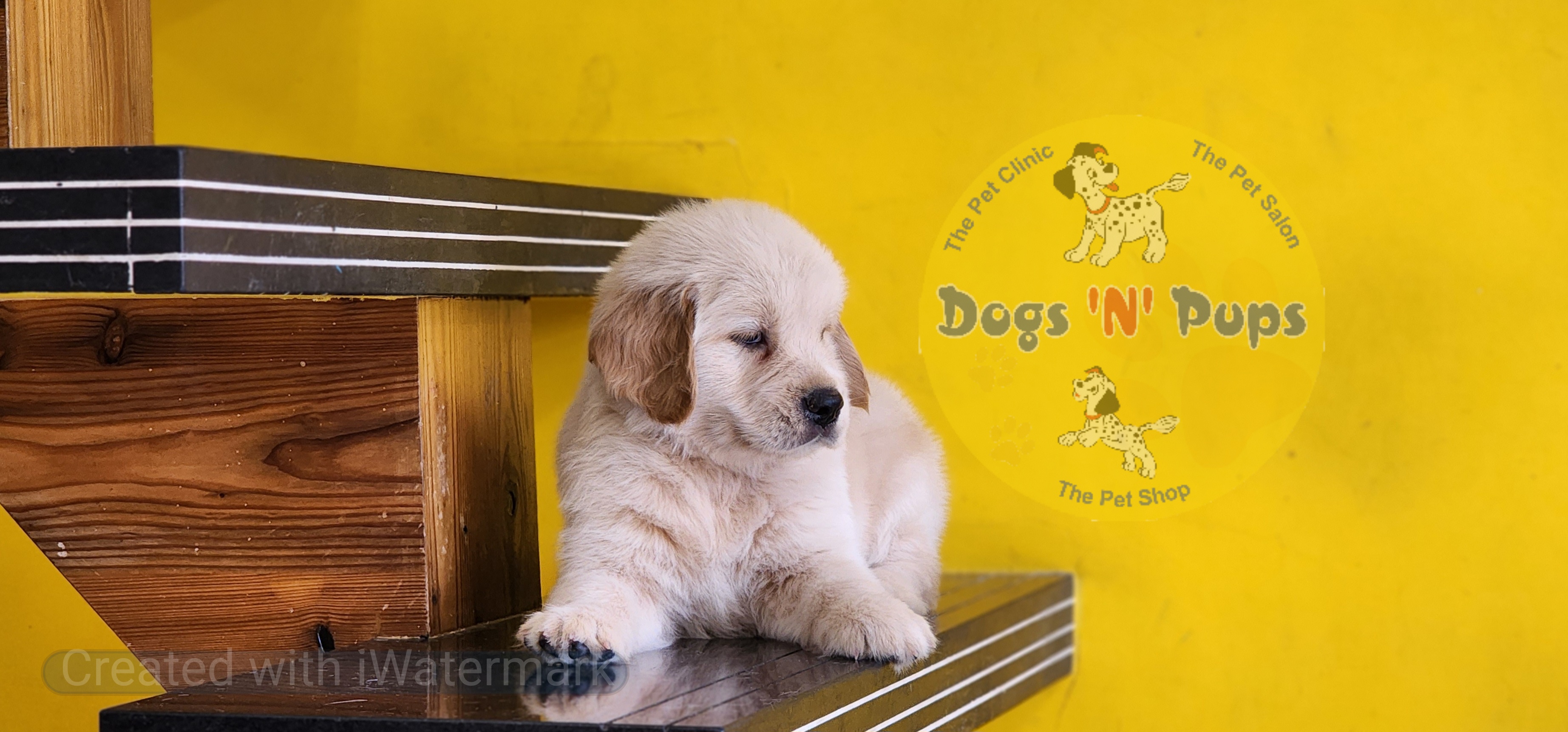 Golden retriever  image 7