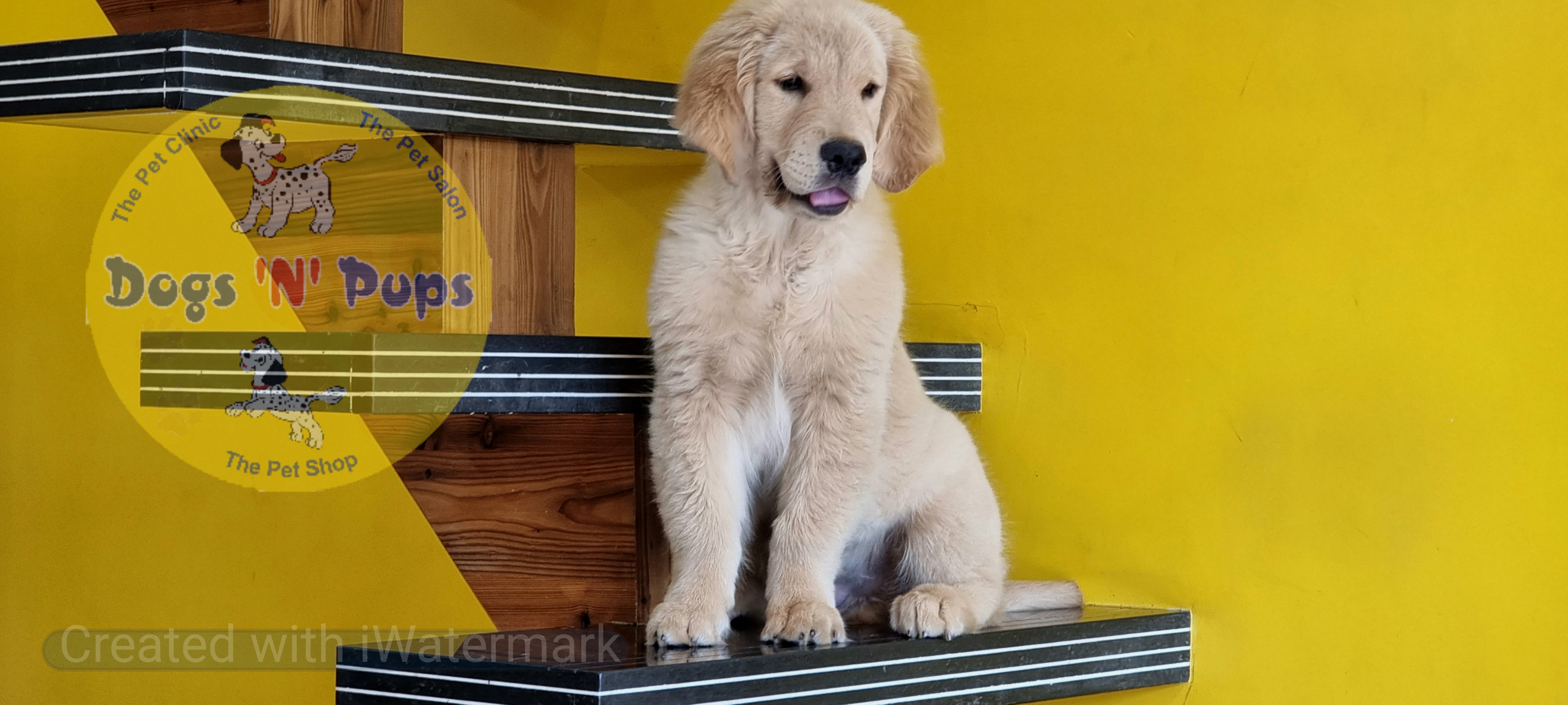 Golden retriever  image 2