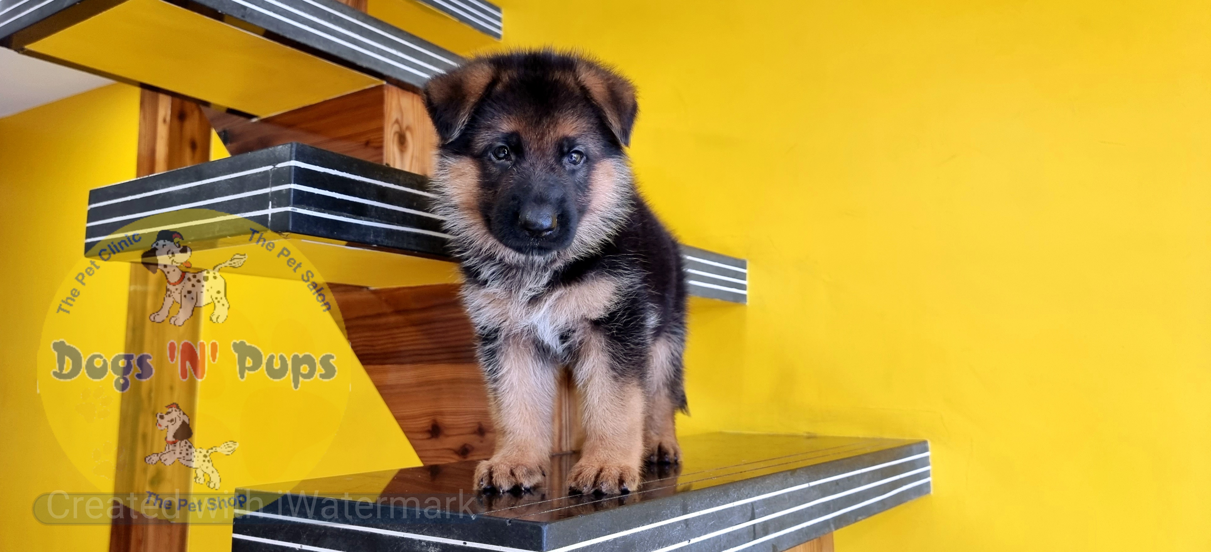 German shepherd  image 5