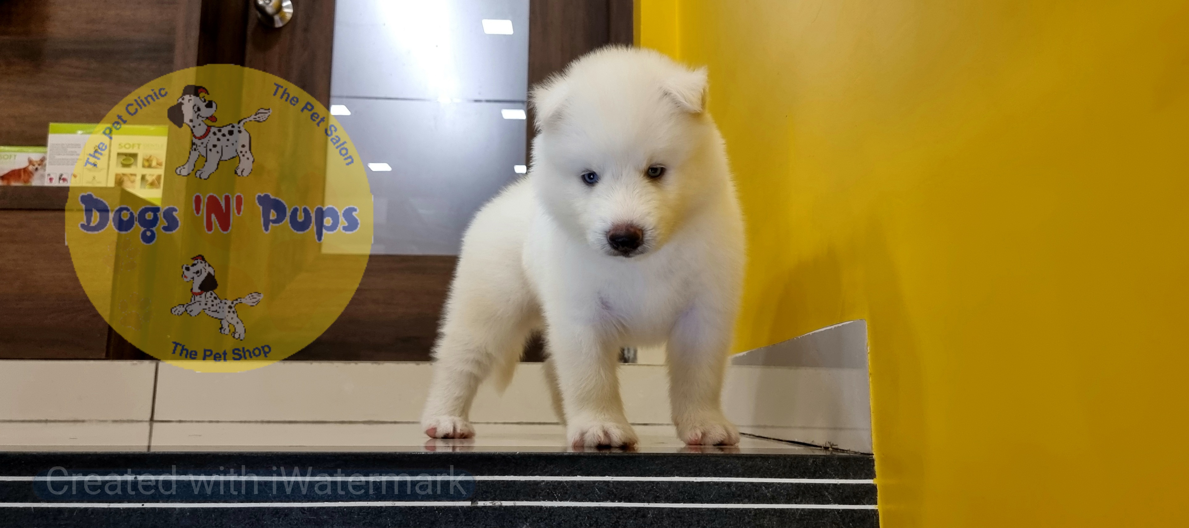 Siberian husky  image 12