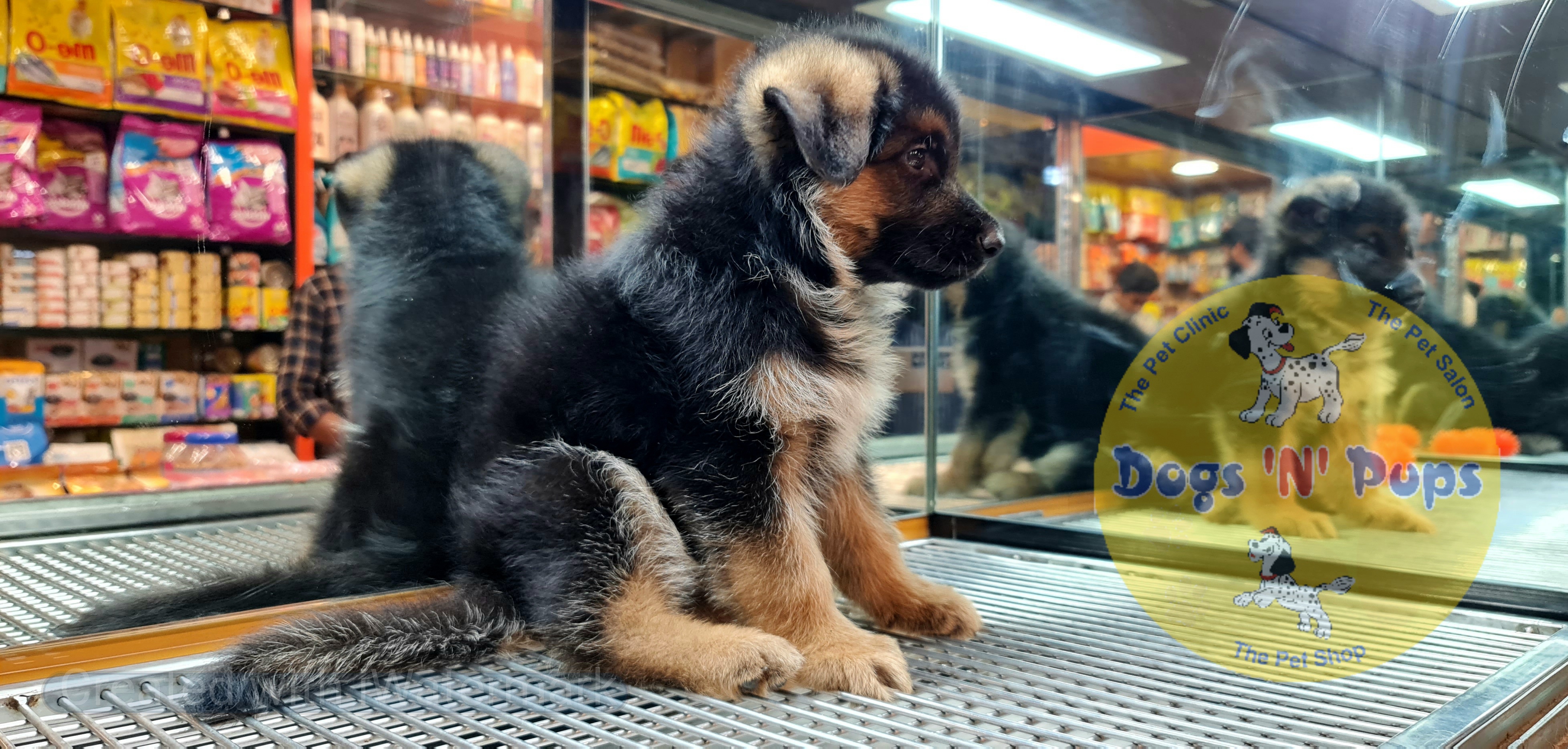 German shepherd  image 6