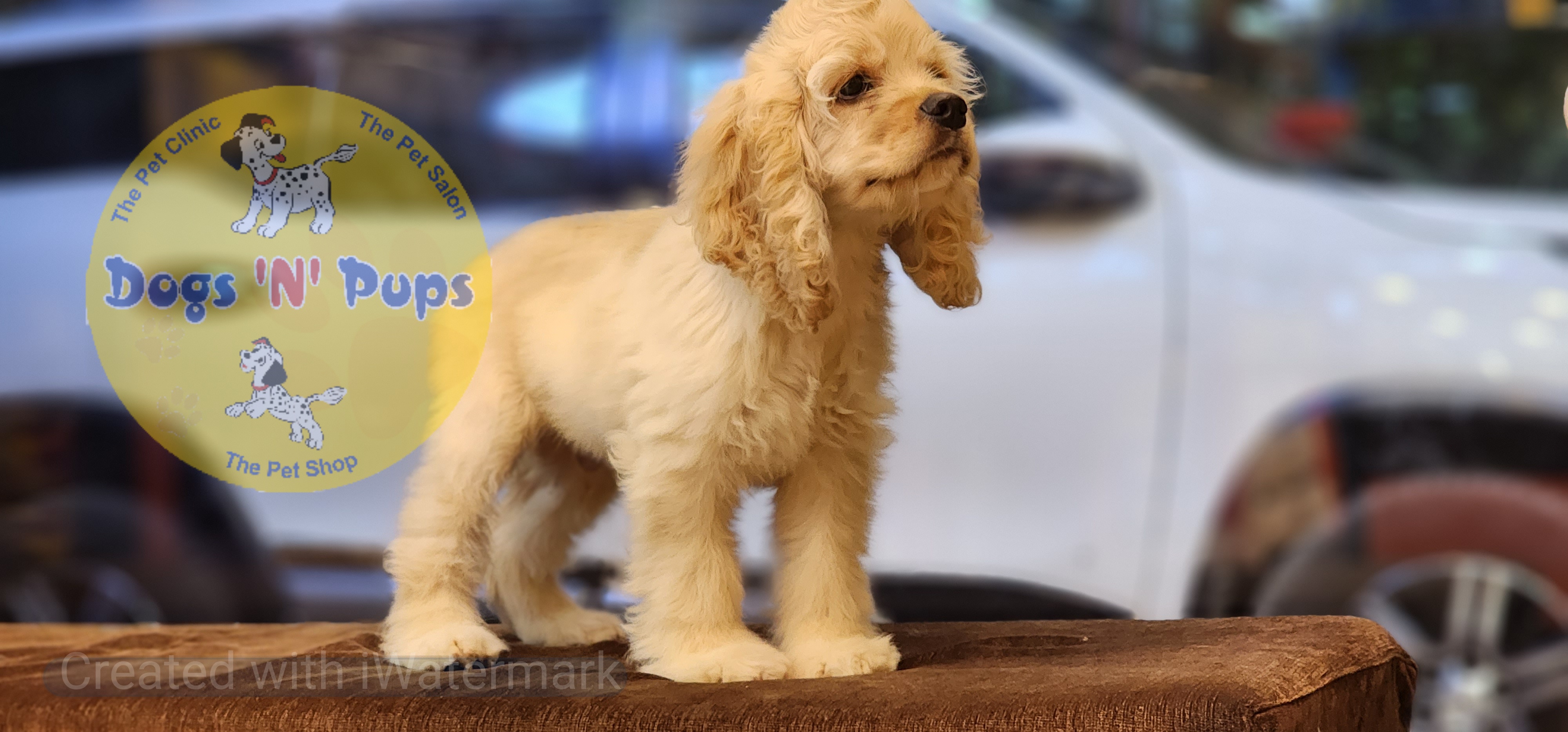 American Cocker Spaniel  image 6