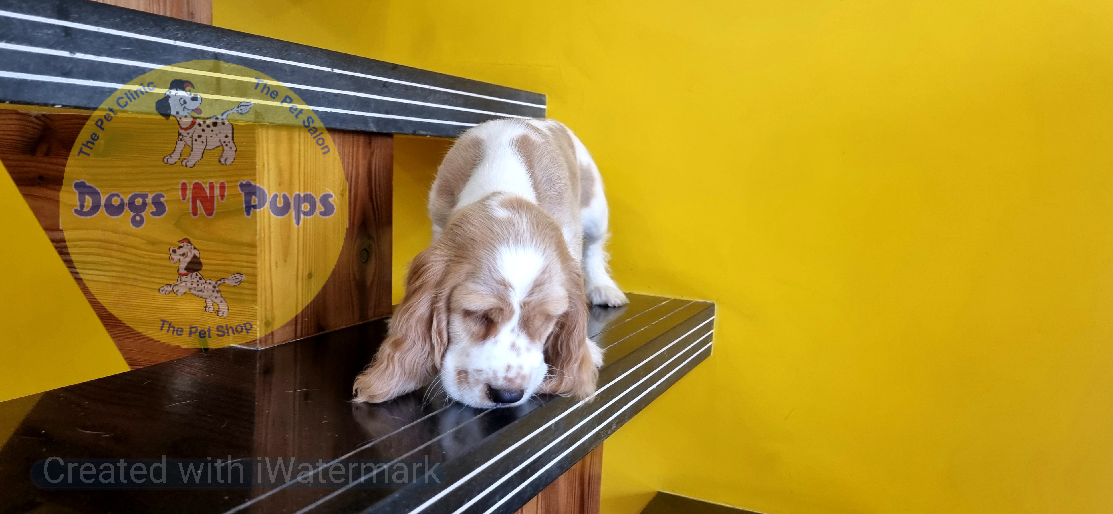 Cocker spaniel  image 8