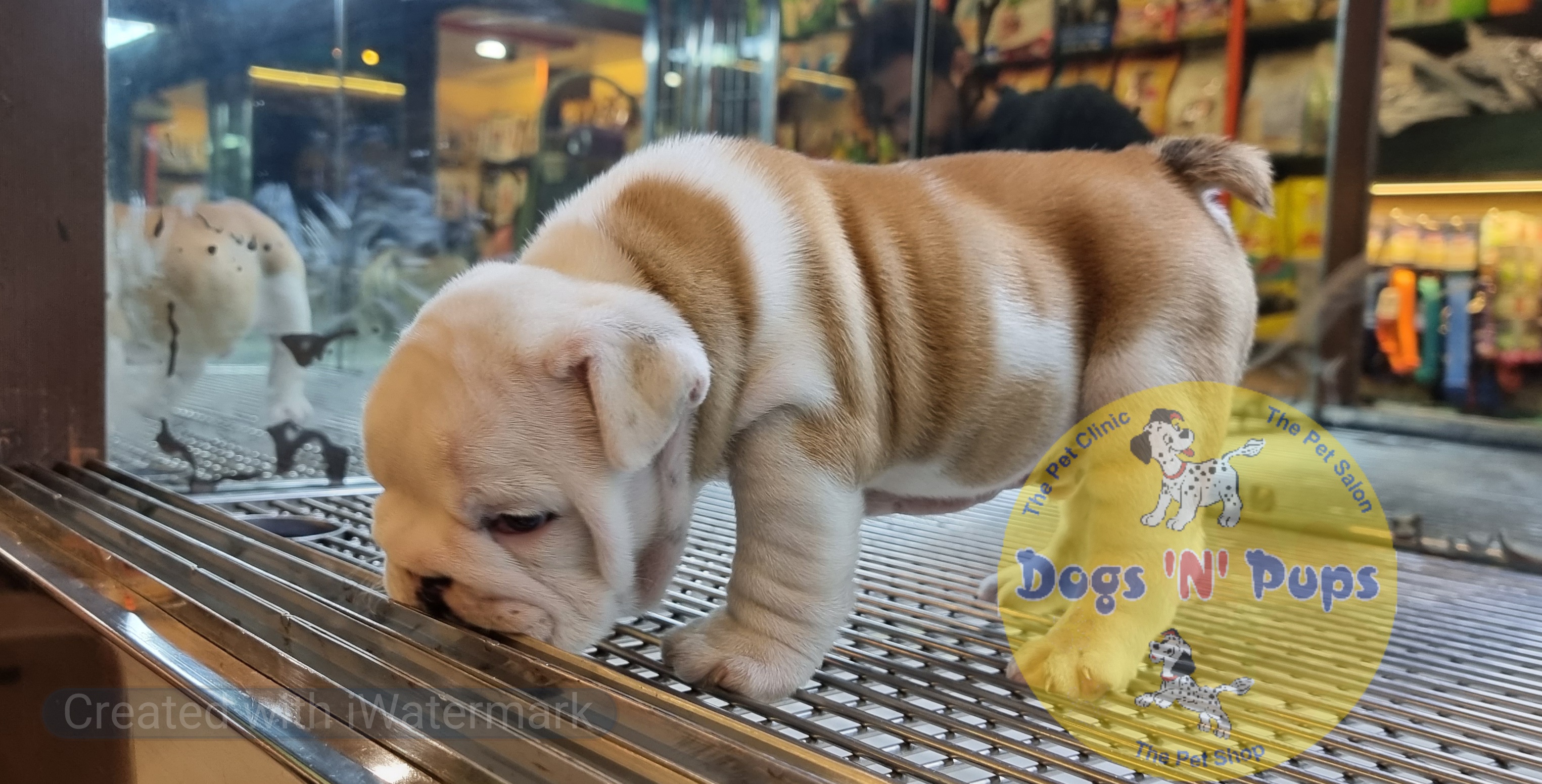 English Bulldog  image 2