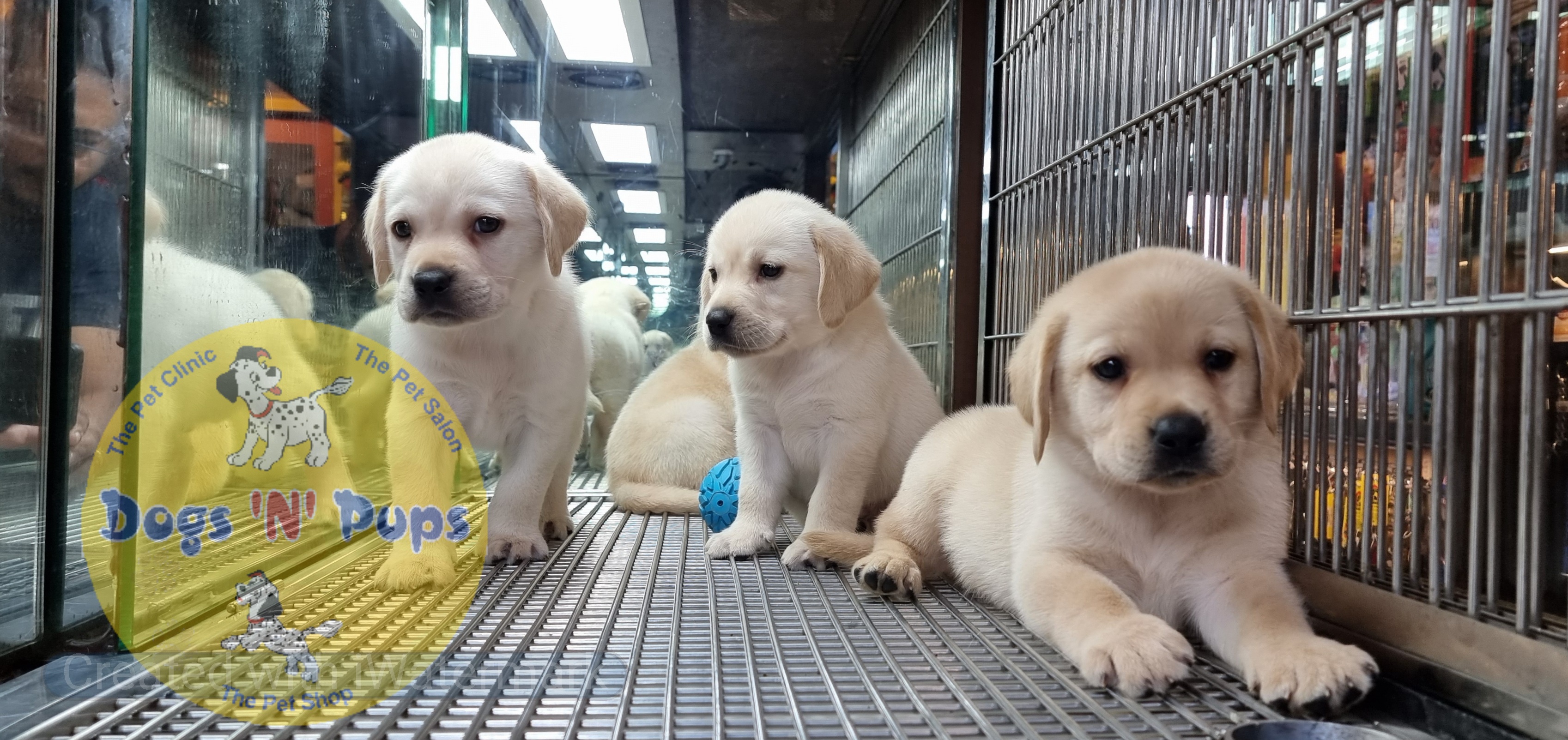 Labrador puppies  image 3