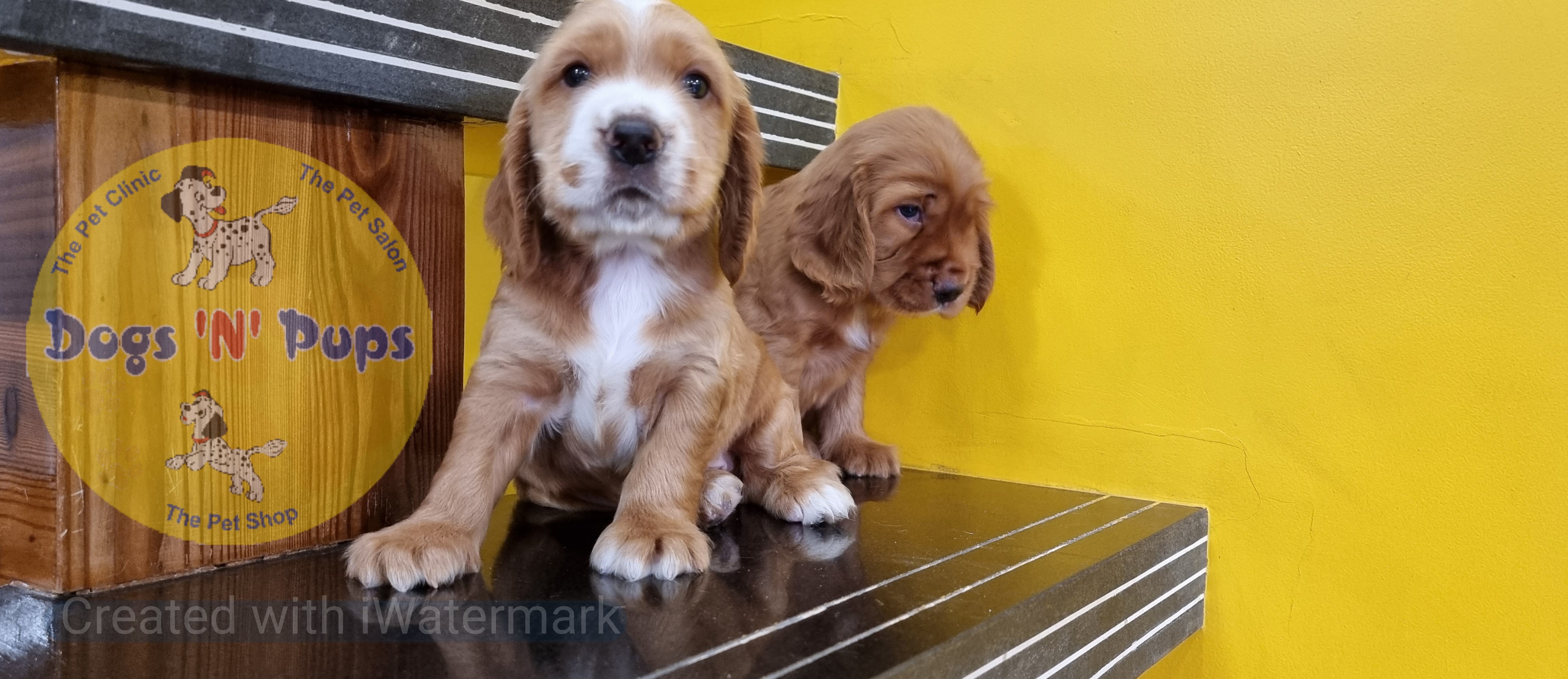Cocker spaniel  image 10