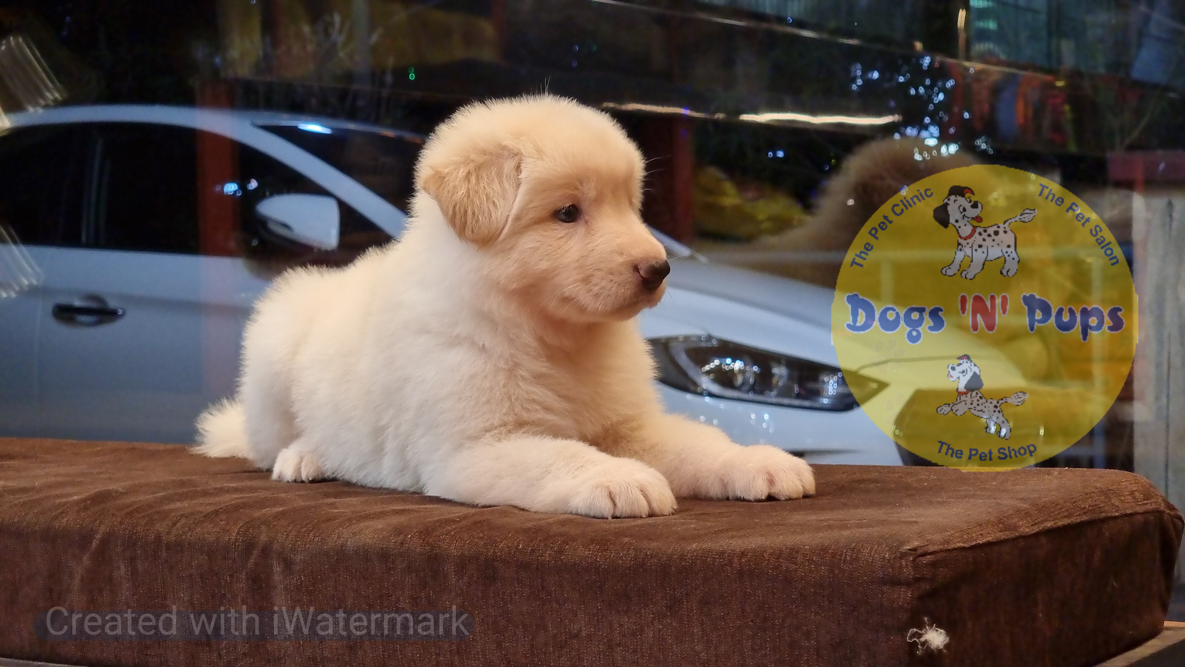 German shepherd  White image 7