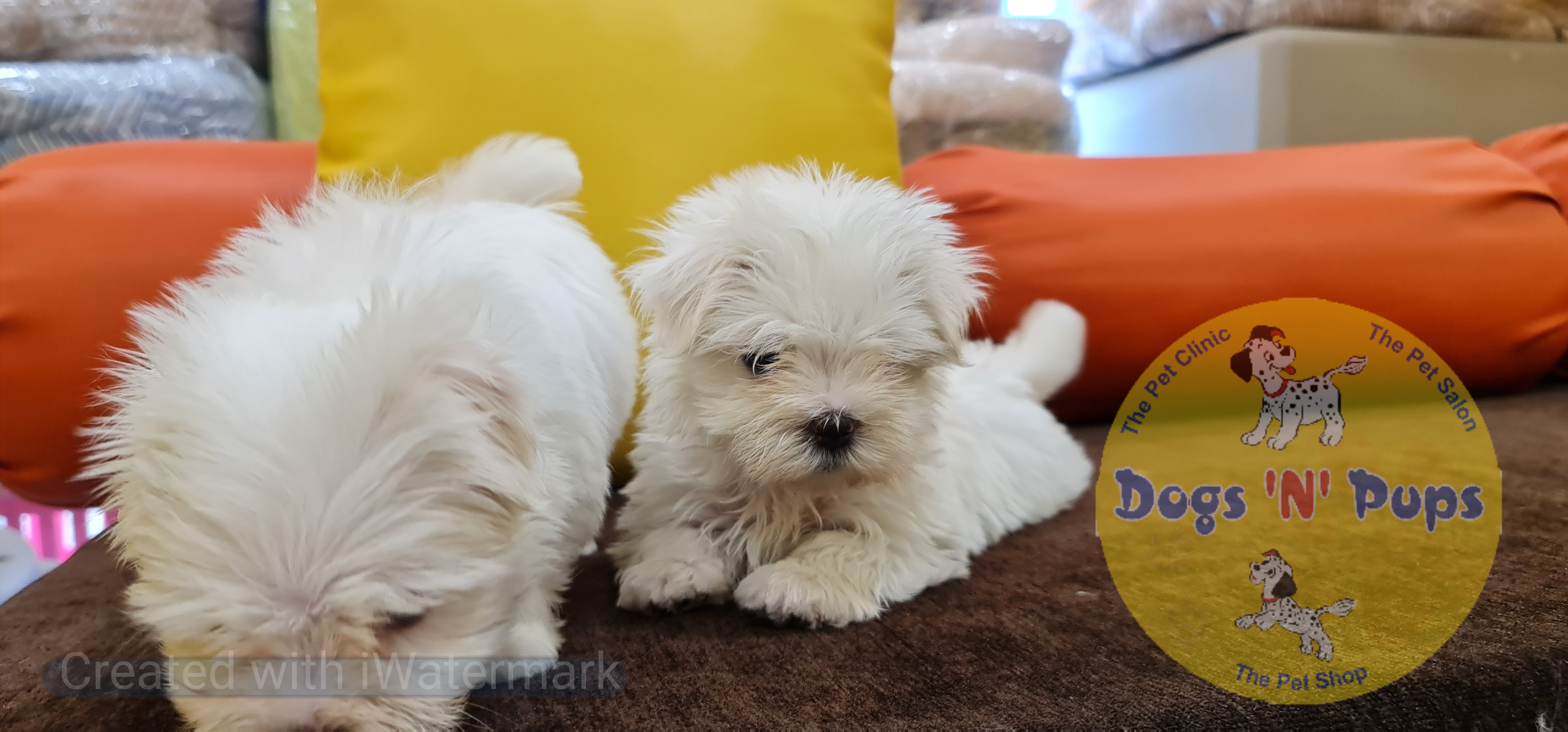 Maltese puppies  image 7