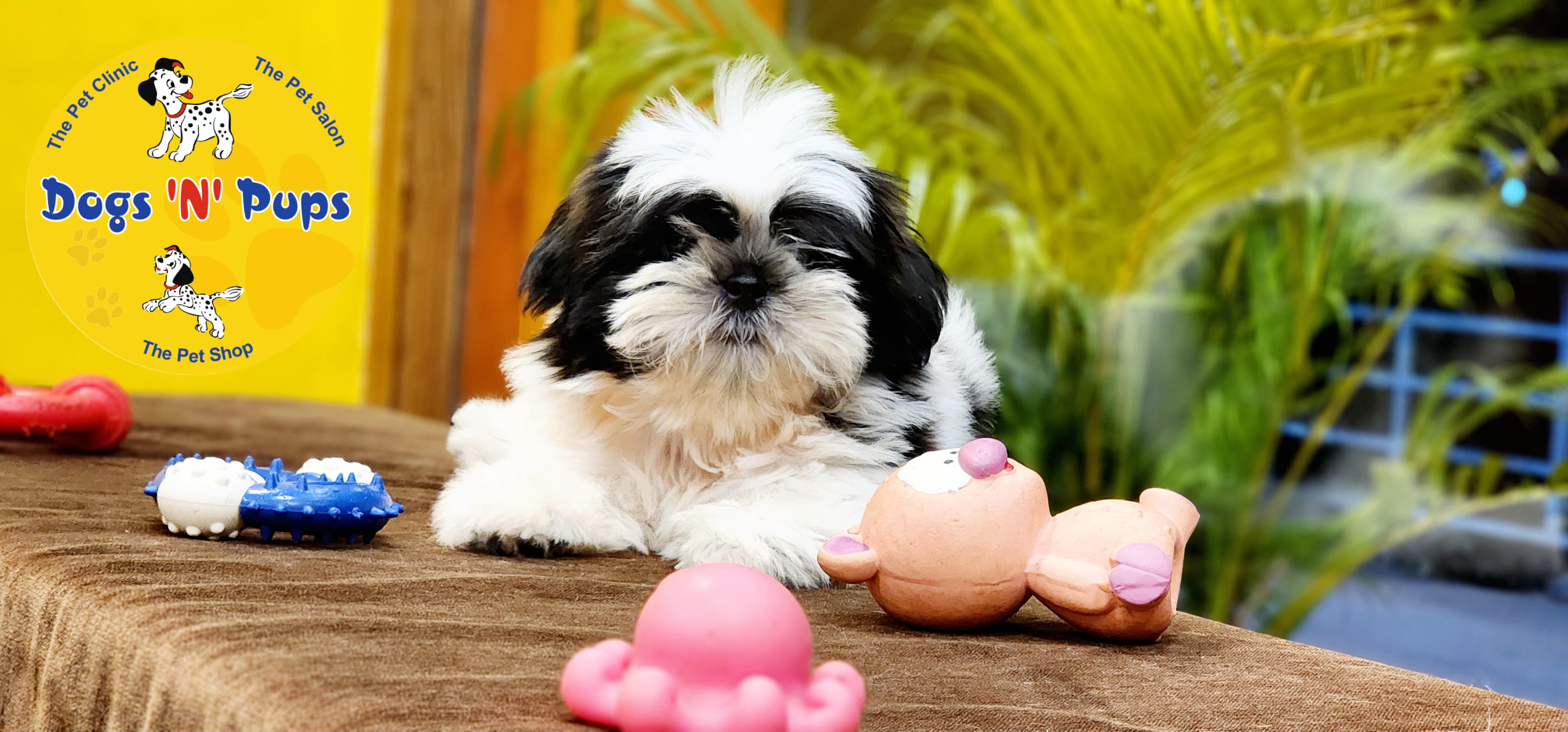 Shihtzu  image 7