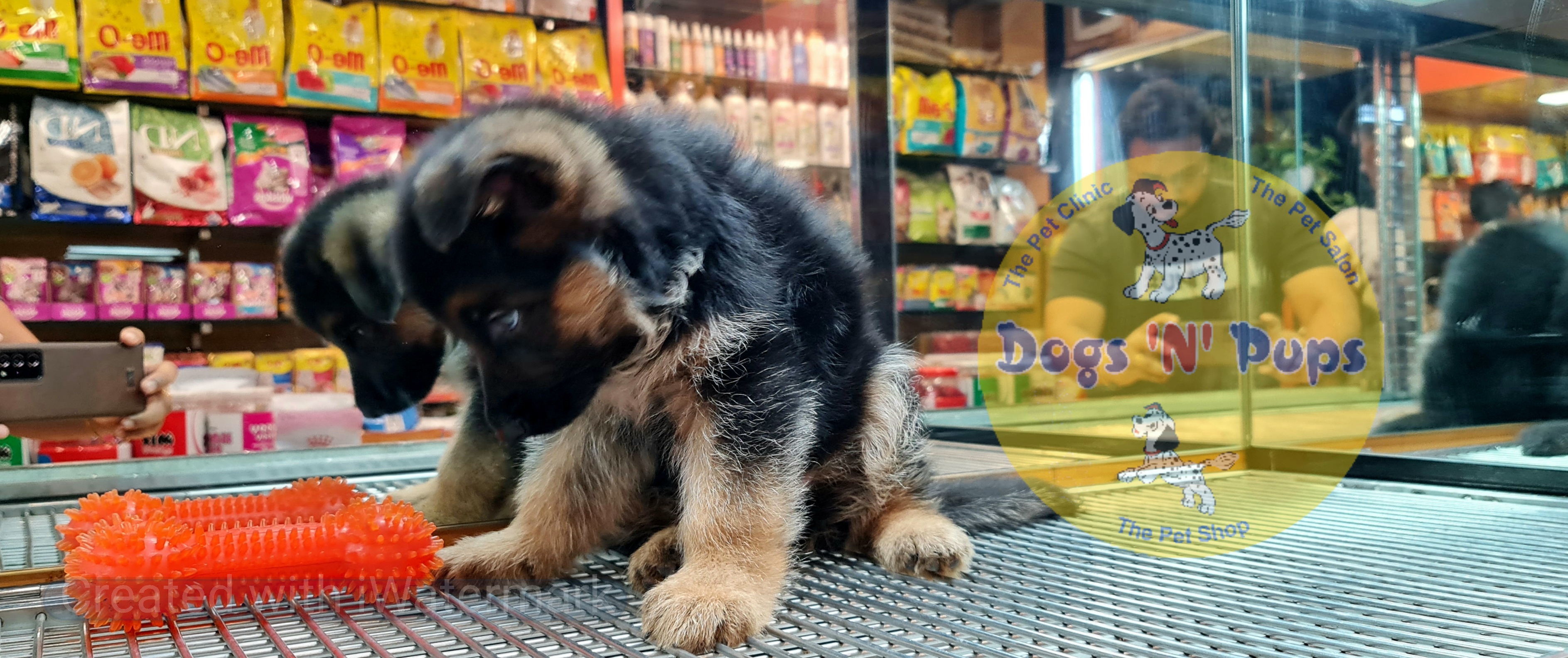 German shepherd  image 5