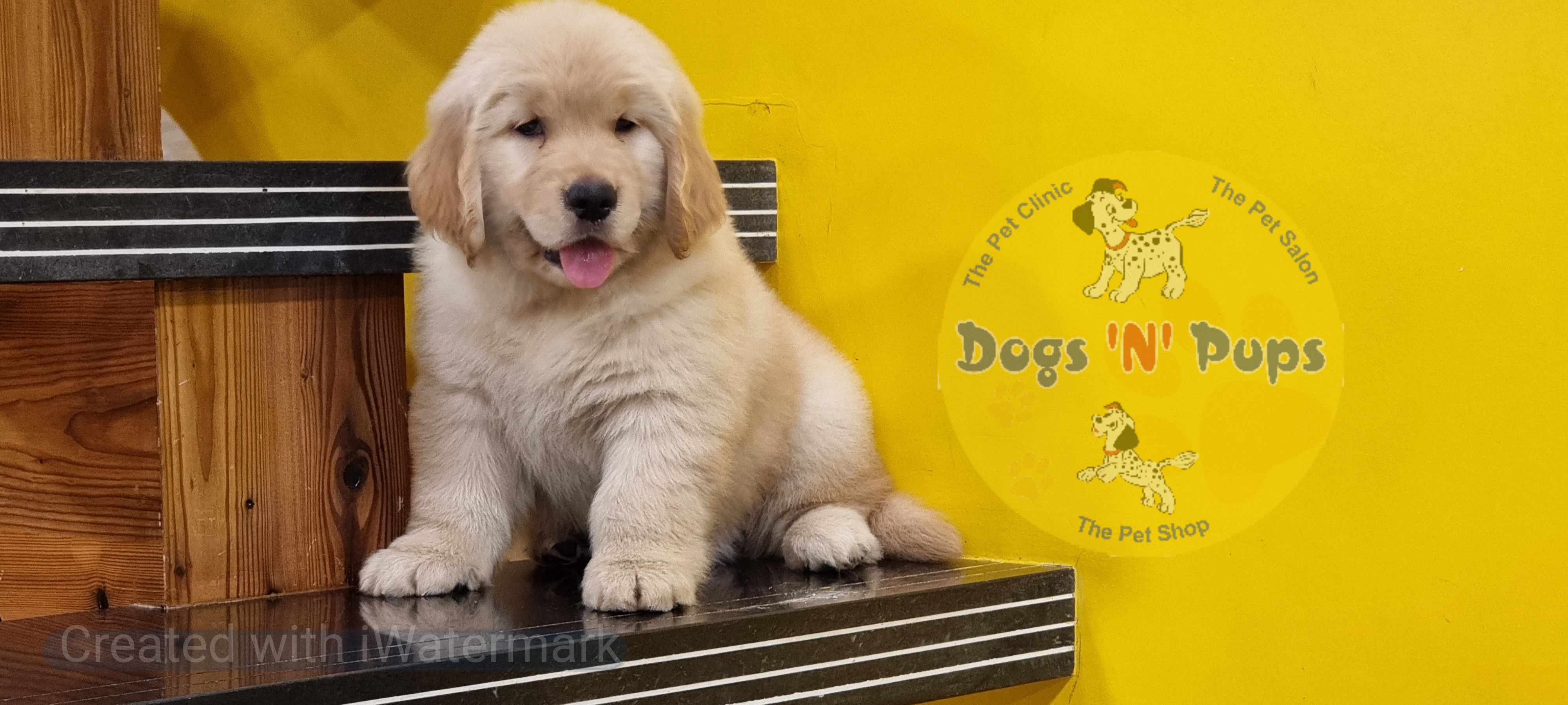 Golden retriever   image 7