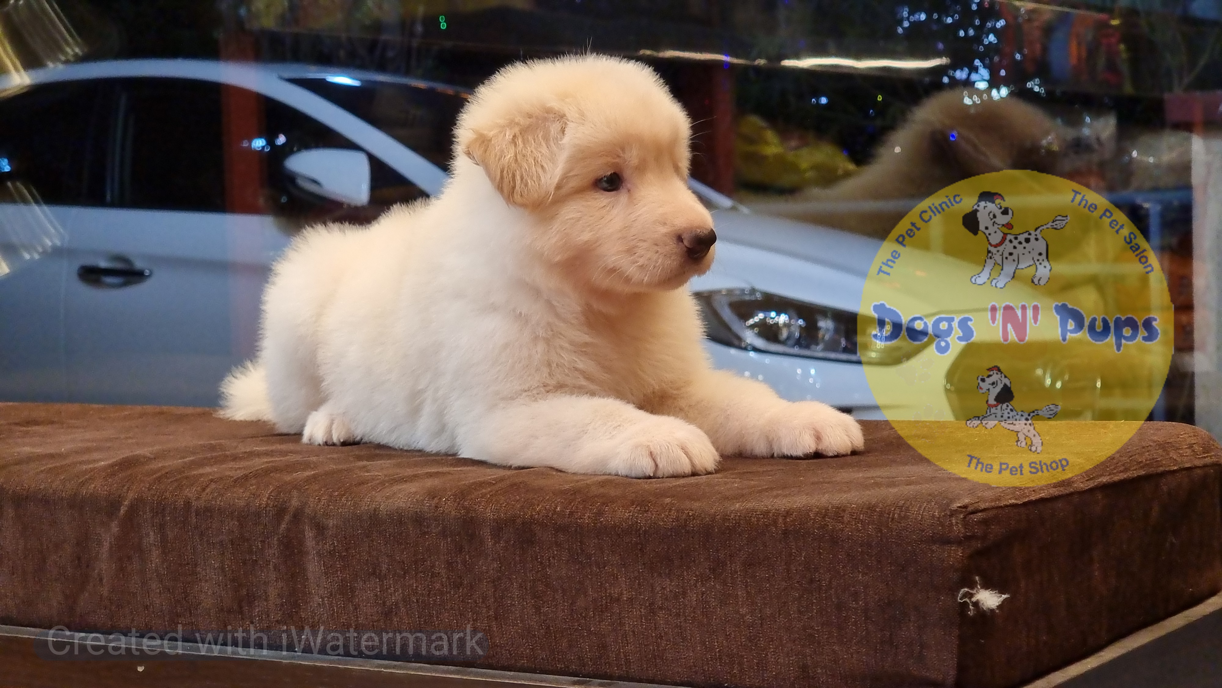 German shepherd  White image 4