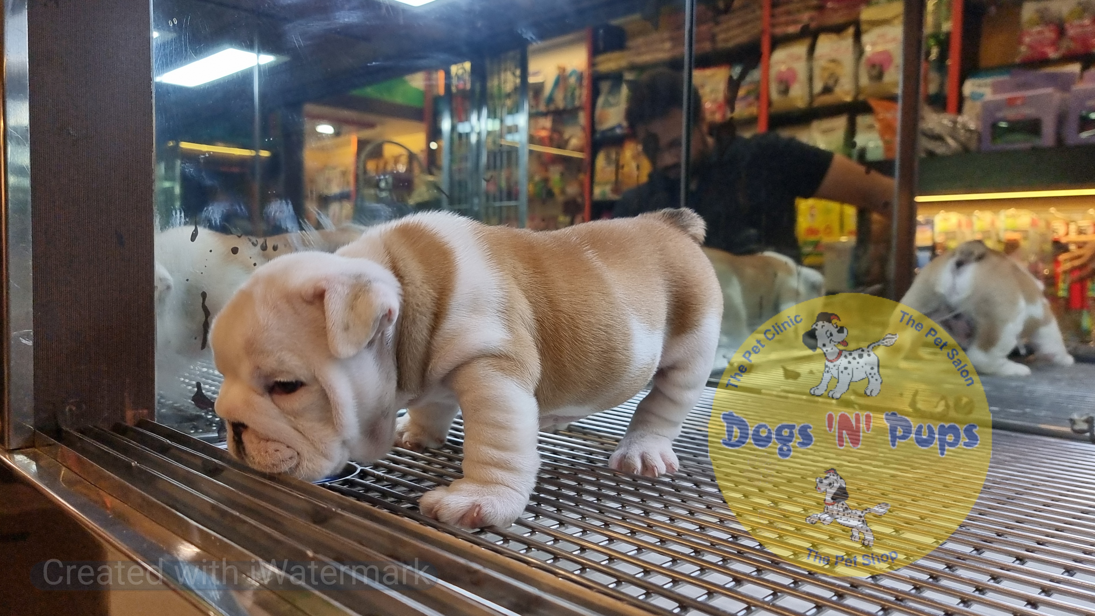 English Bulldog  image 3