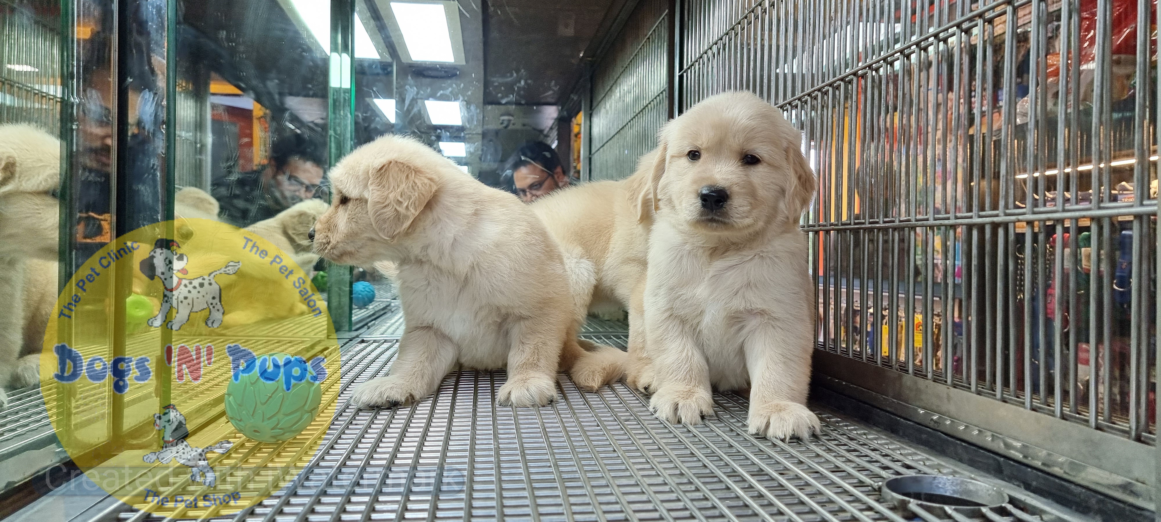 Golden retriever puppies  image 12