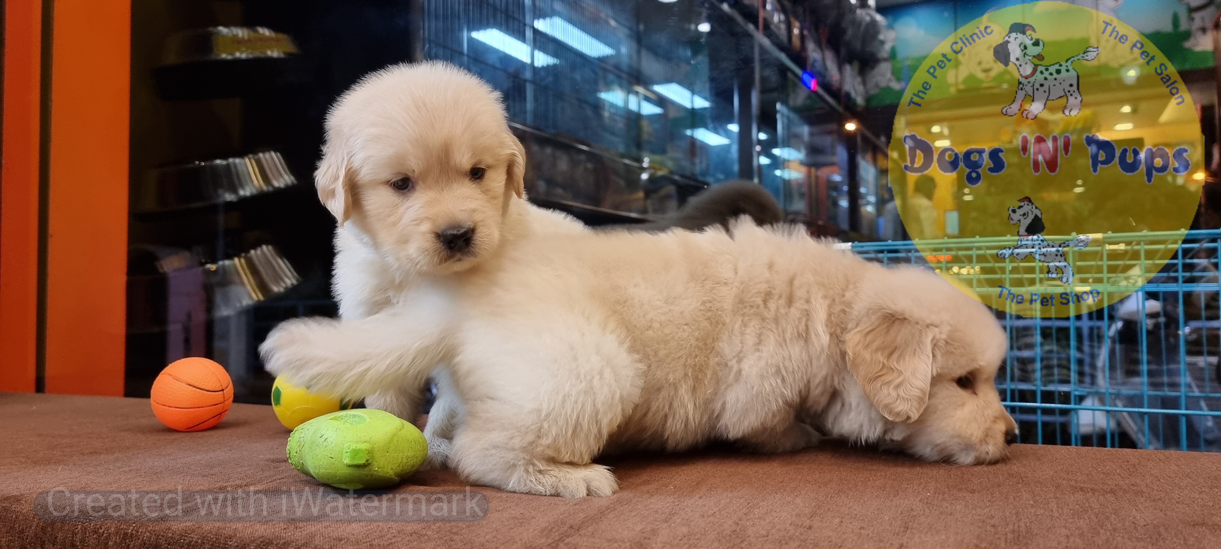 Golden retriever puppies  image 11