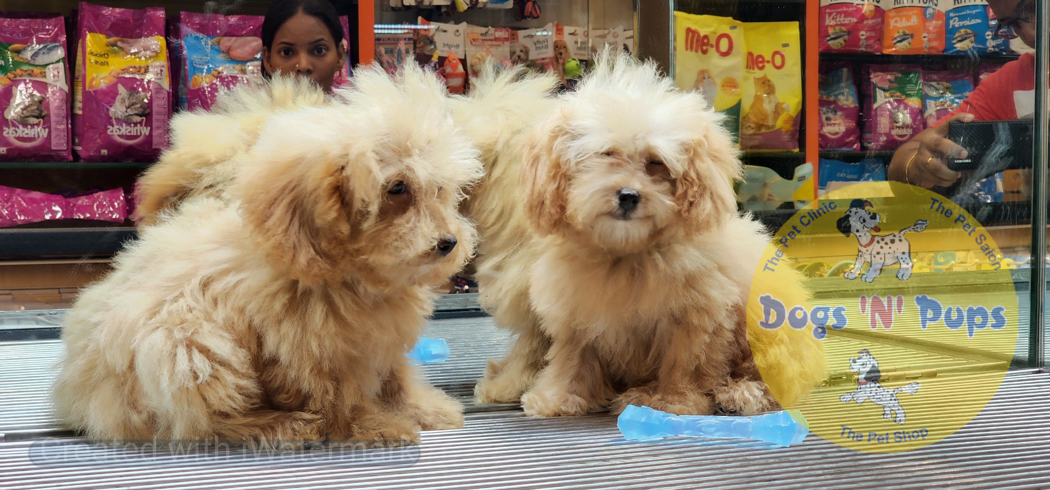 Poodle   Teacup image 2