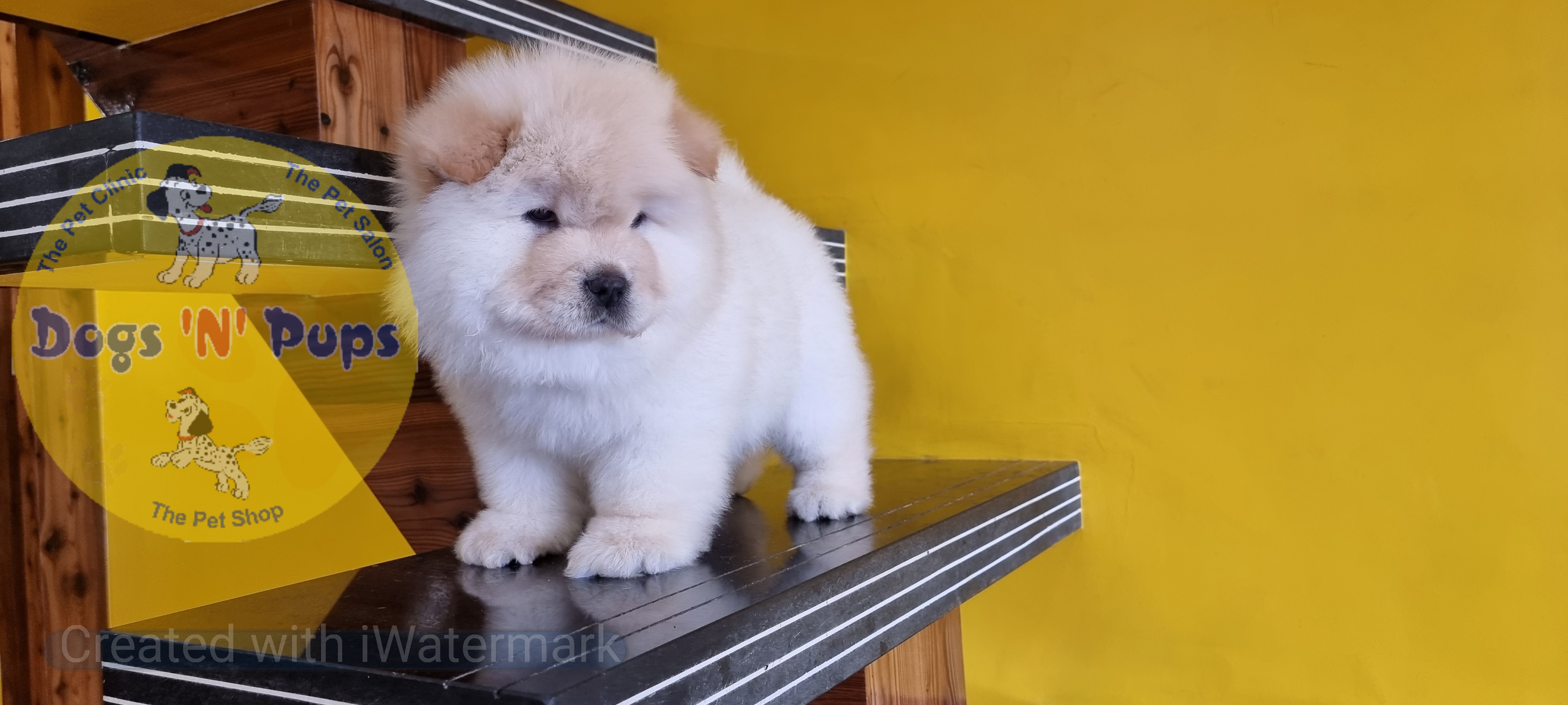 pet Chow chow header image
