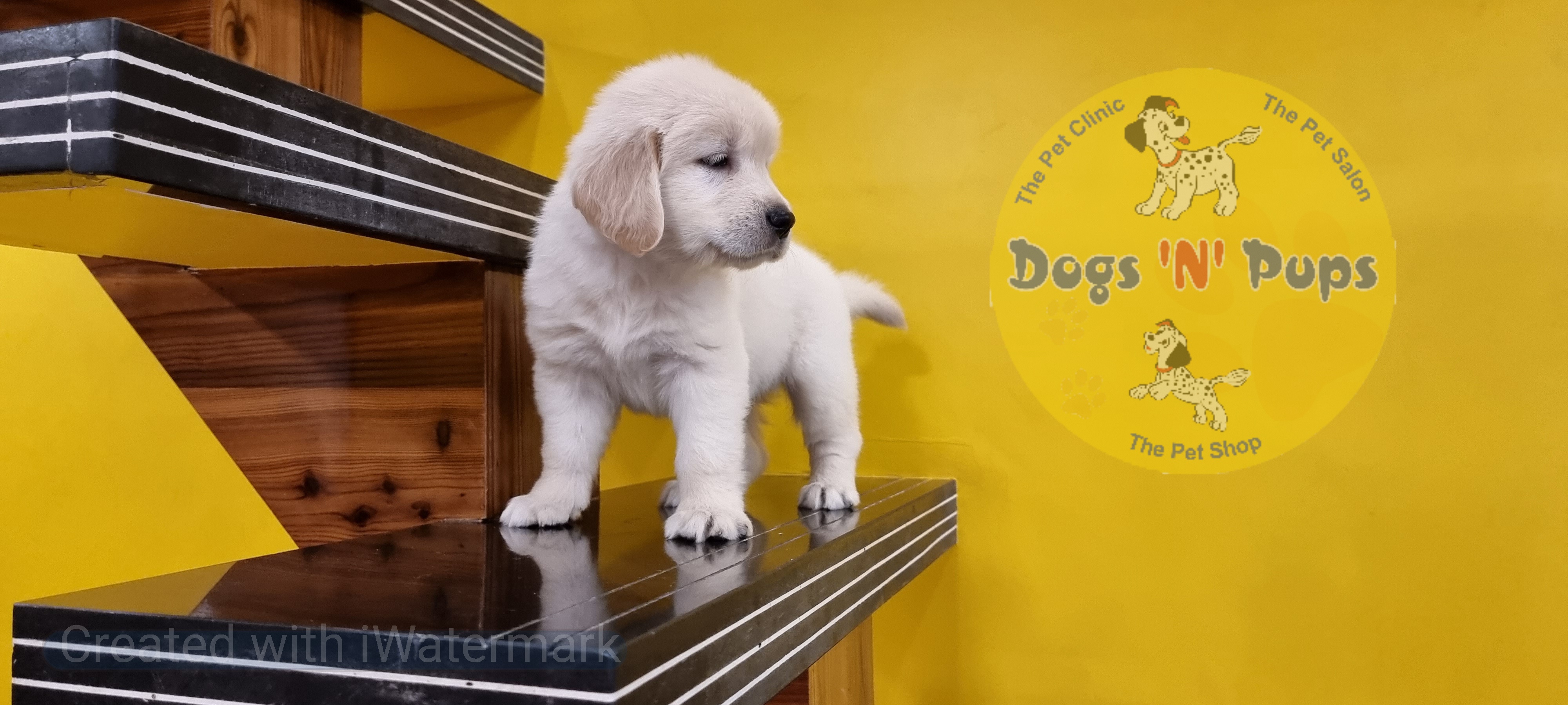 Golden retriever female puppy image 2